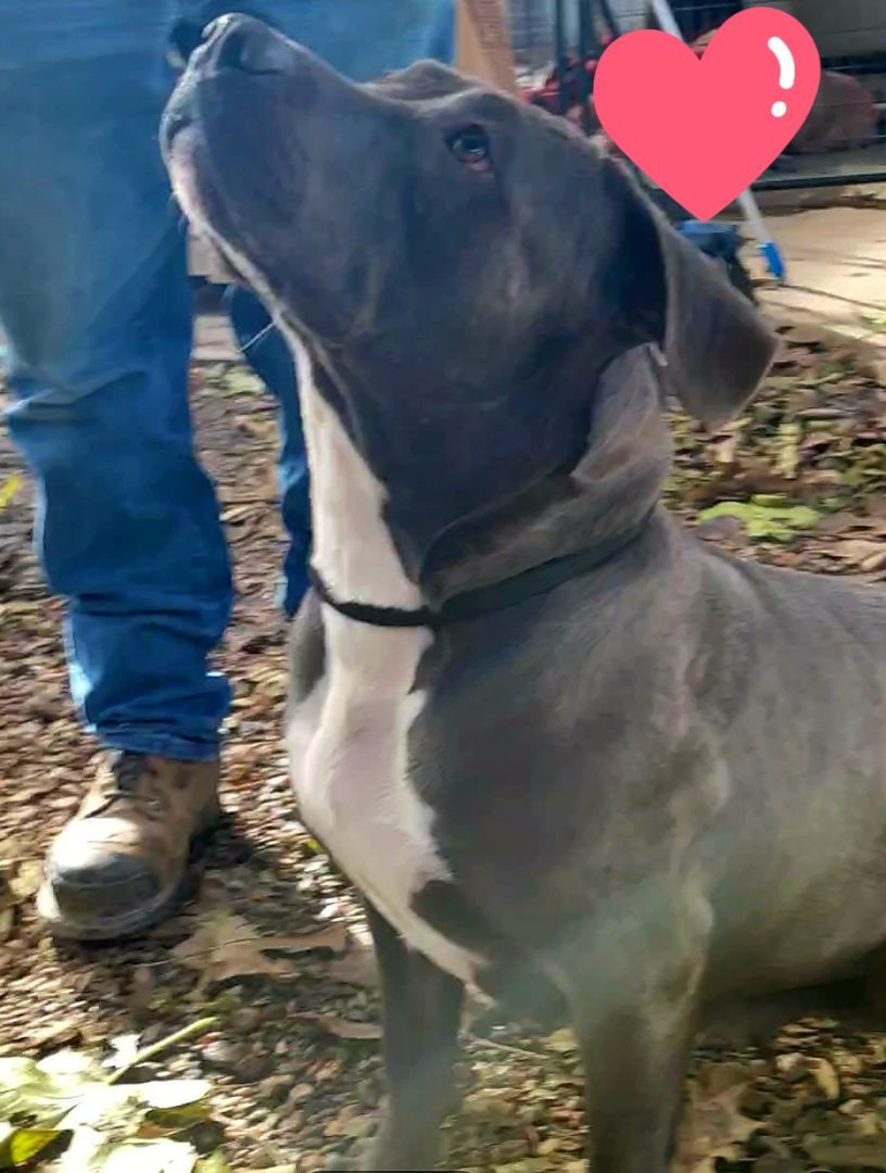 Skye, Adult Female American Staffordshire Terrier