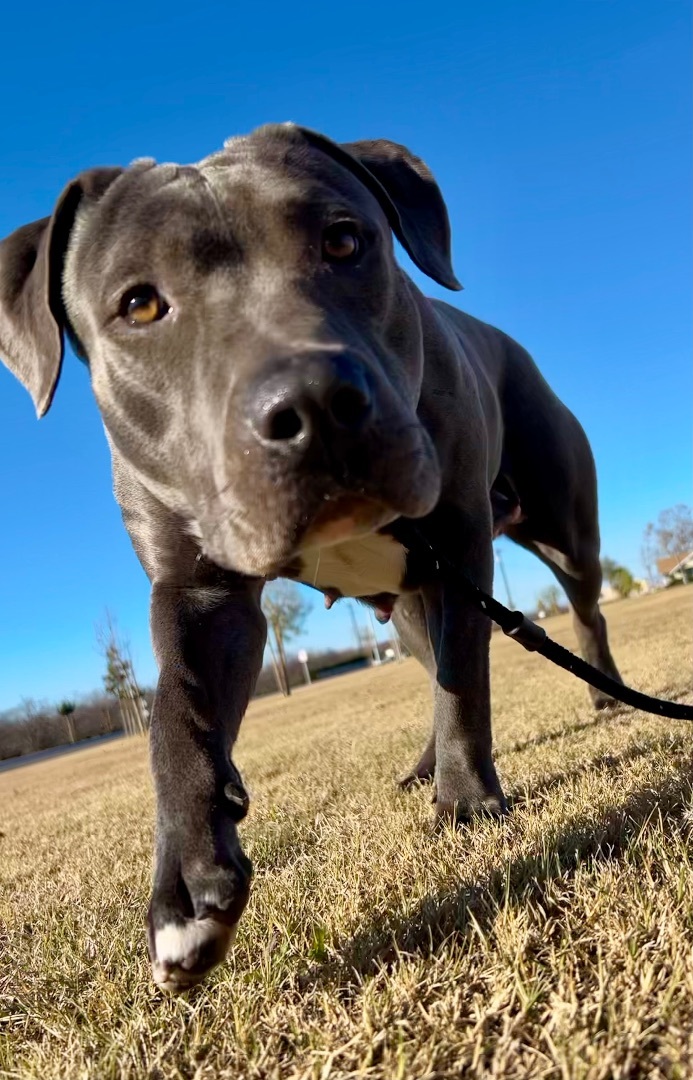 Skye, a Adoptable mixed breed in Bakersfield, CA image 2/6