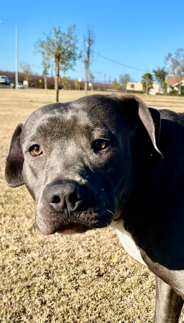 Skye, a Adoptable mixed breed in Bakersfield, CA image 4/6