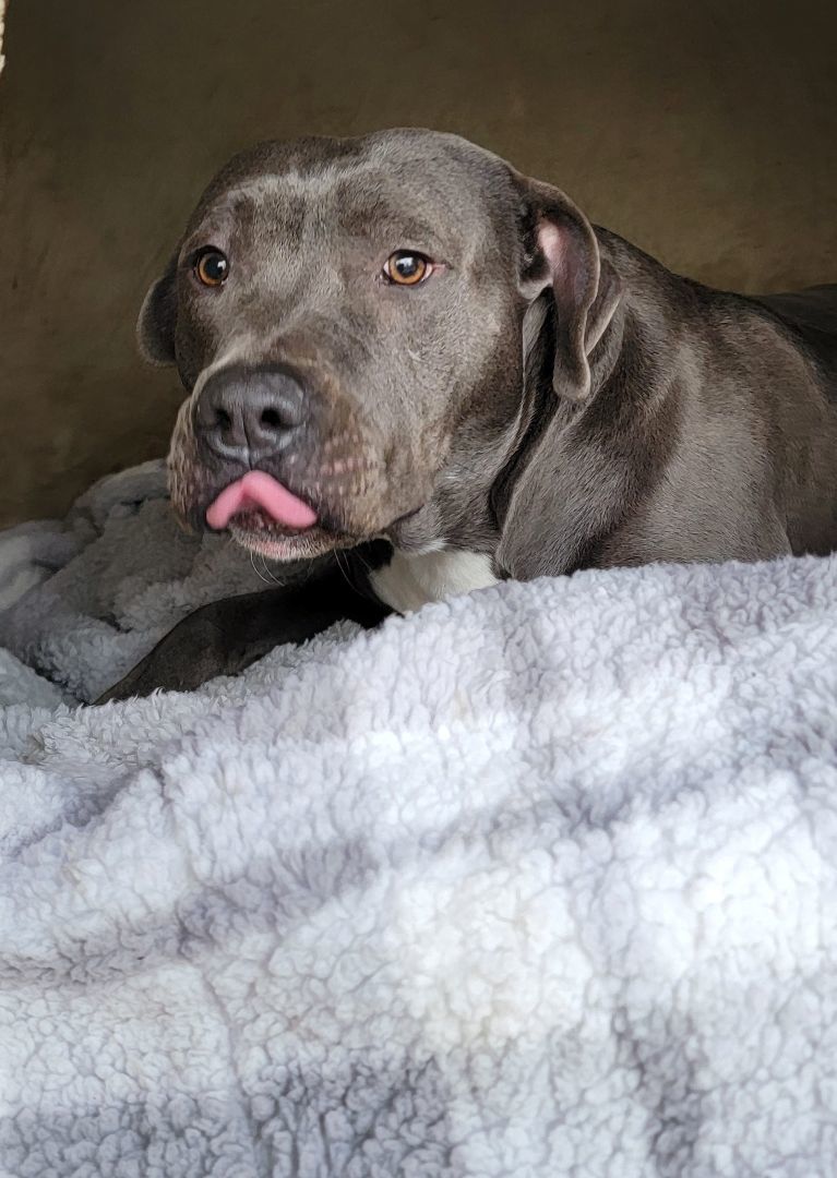 Skye, a Adoptable mixed breed in Bakersfield, CA image 5/6