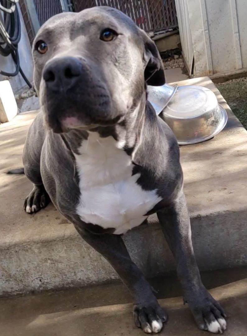 Skye, a Adoptable mixed breed in Bakersfield, CA image 6/6