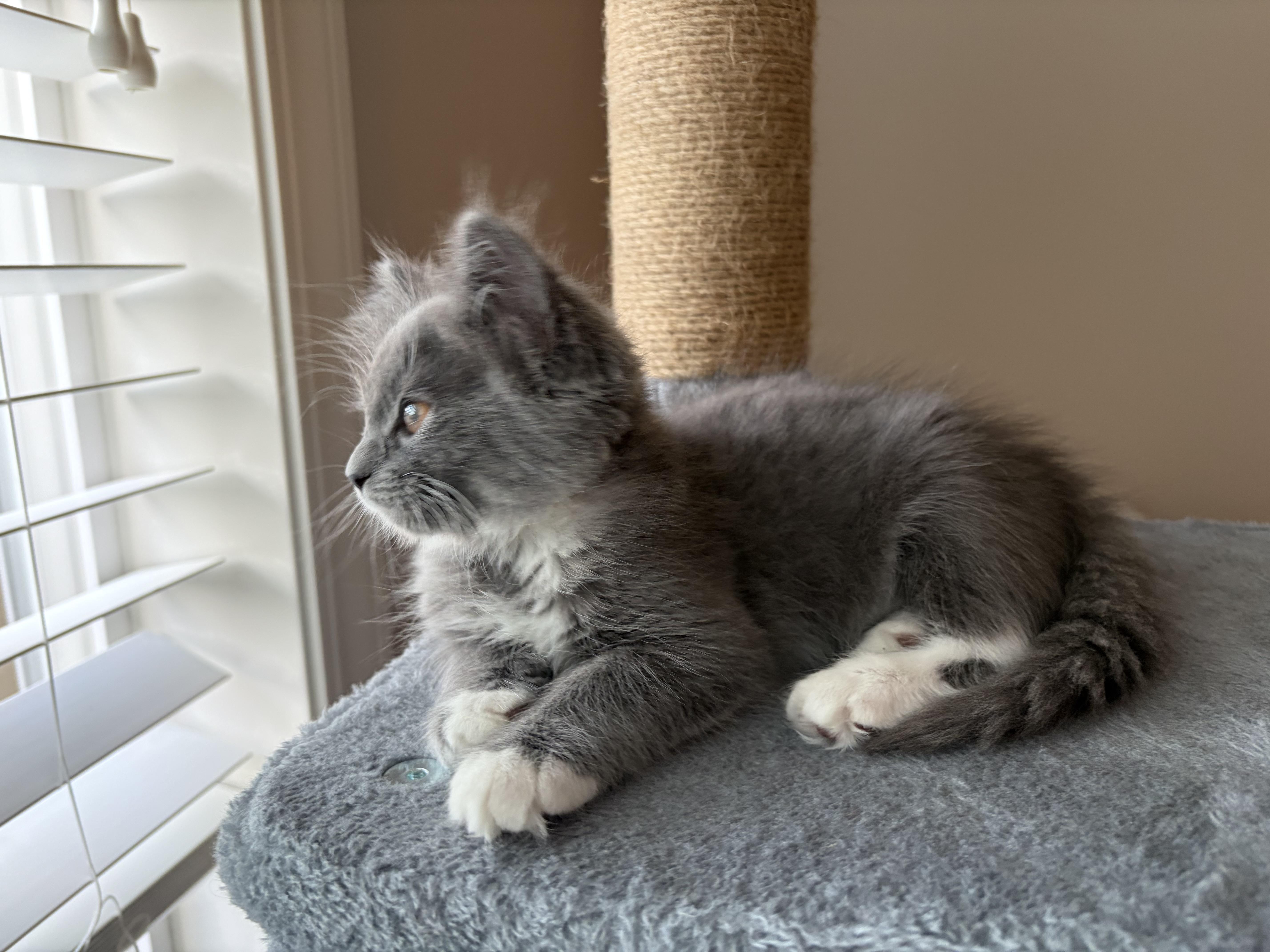 Enlarge Azula, an adopted mixed breed in Bonney Lake, WA image 4/4