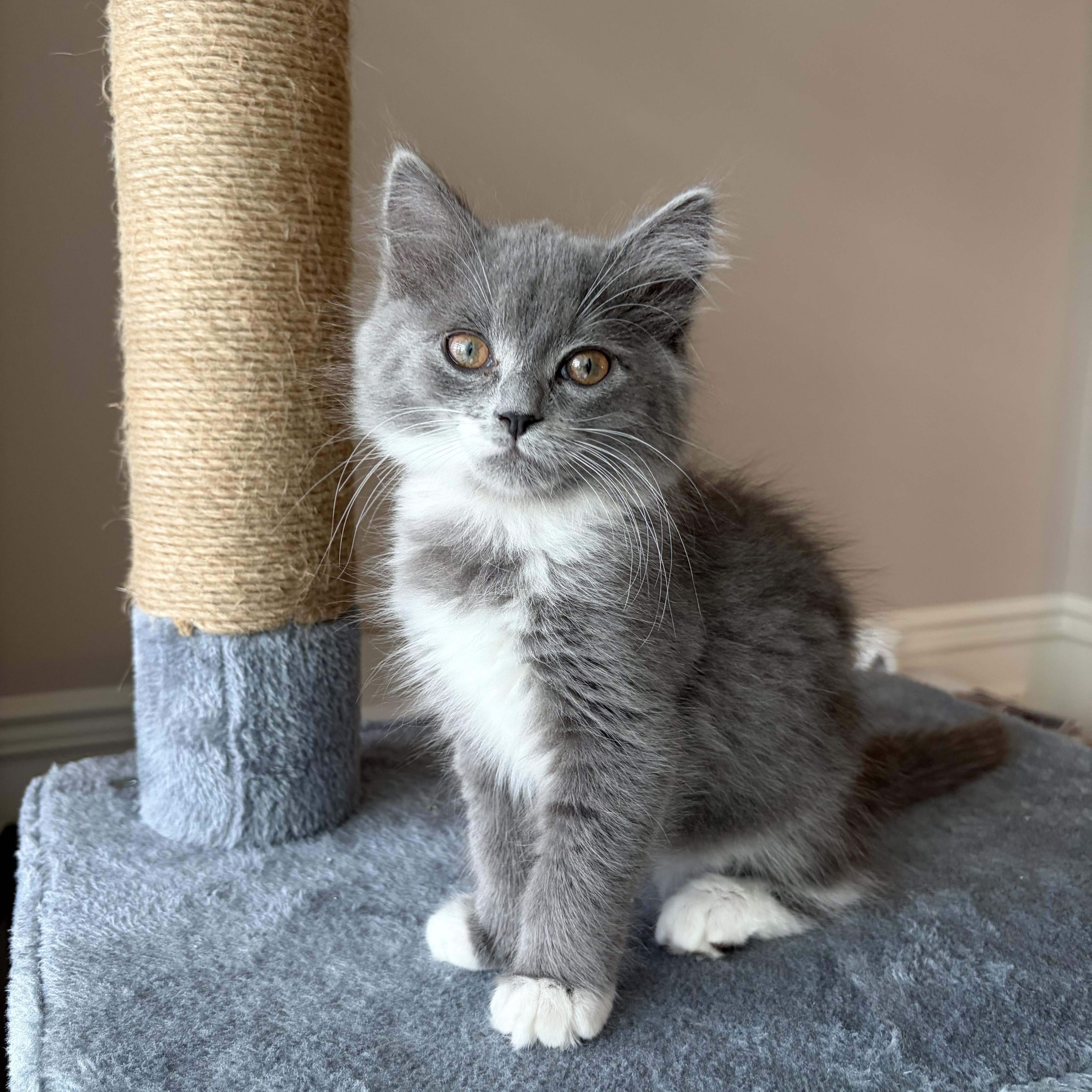 Enlarge Azula, an adopted mixed breed in Bonney Lake, WA image 2/4