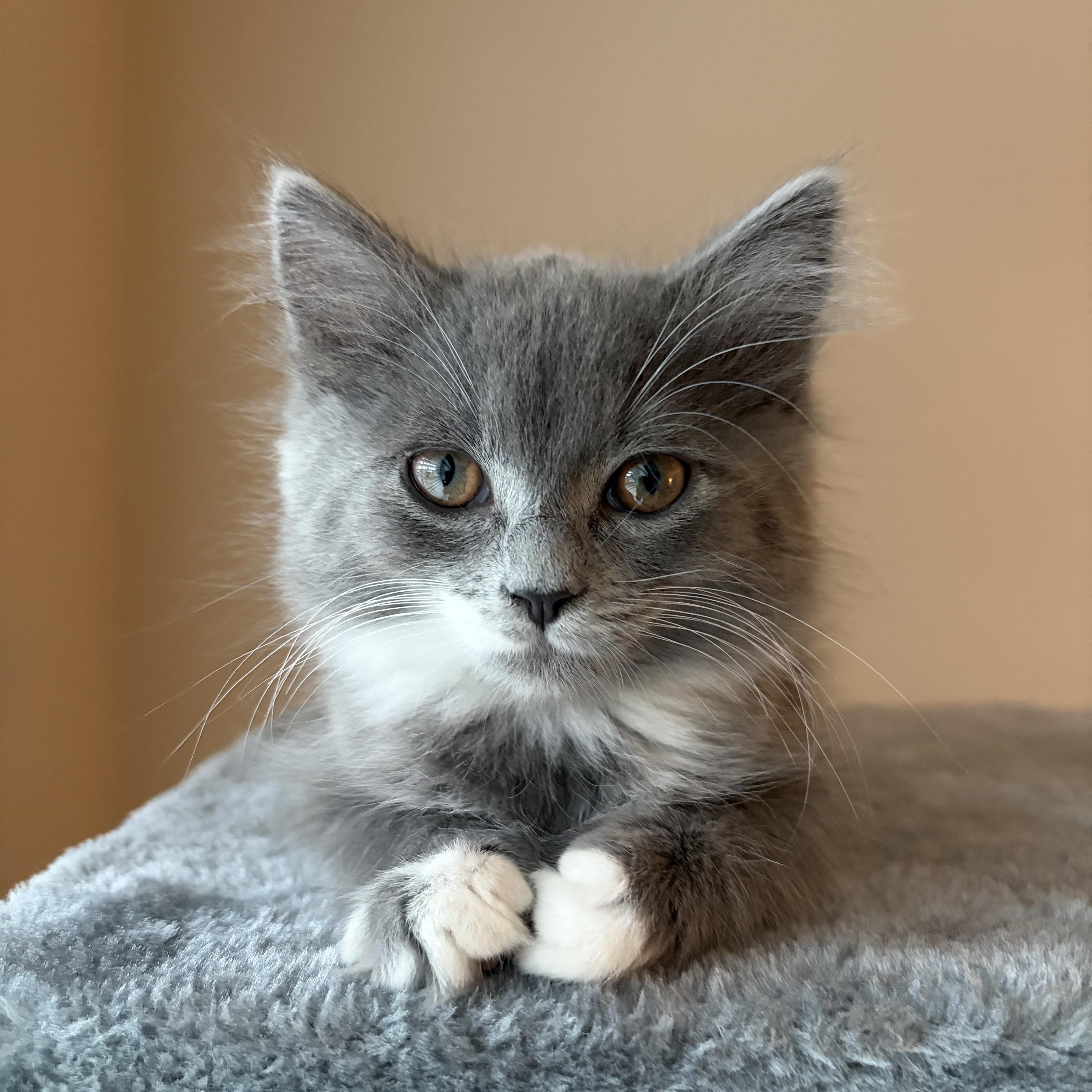 Enlarge Azula, an adopted mixed breed in Bonney Lake, WA image 1/4