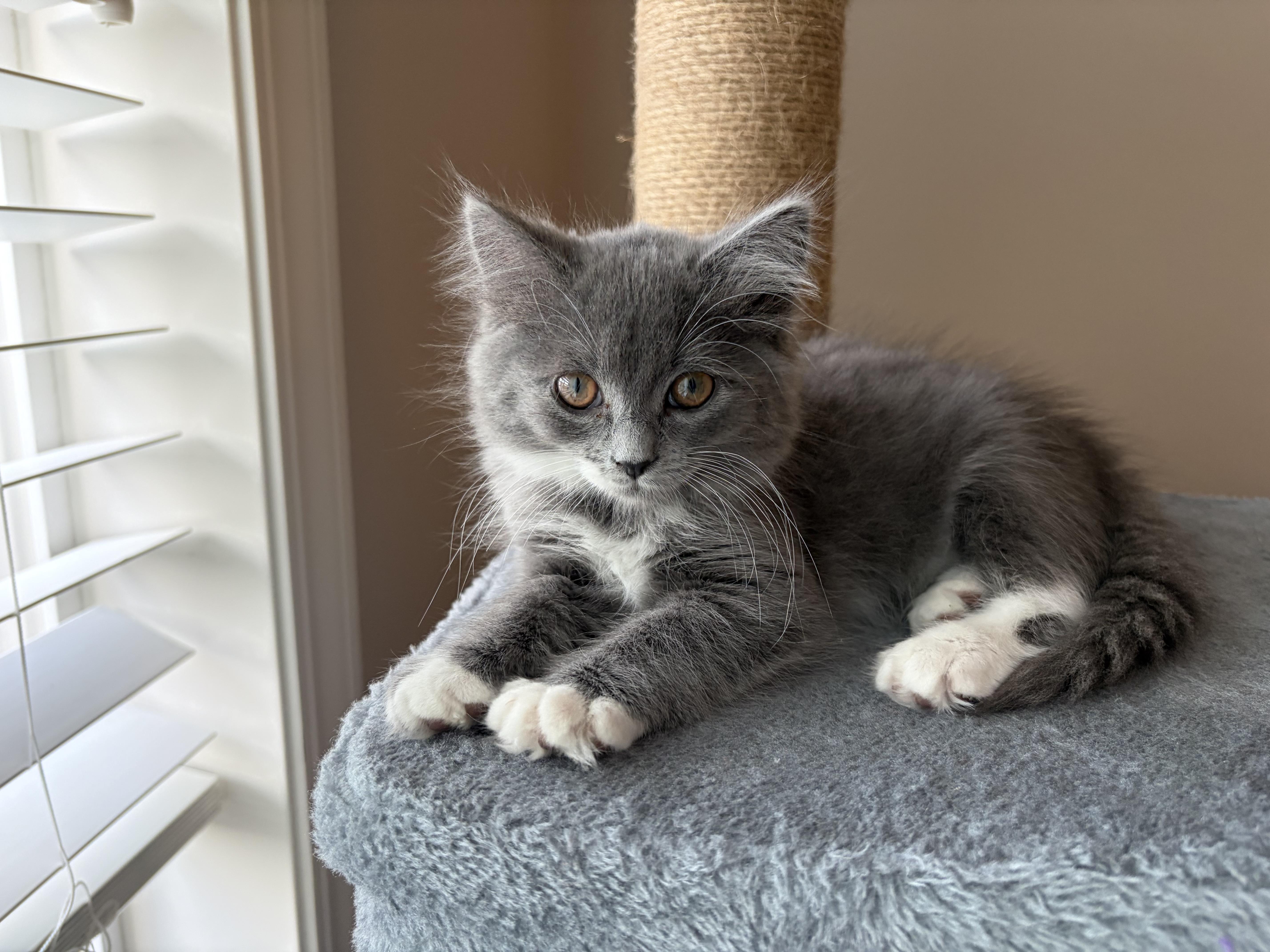 Enlarge Azula, an adopted mixed breed in Bonney Lake, WA image 3/4