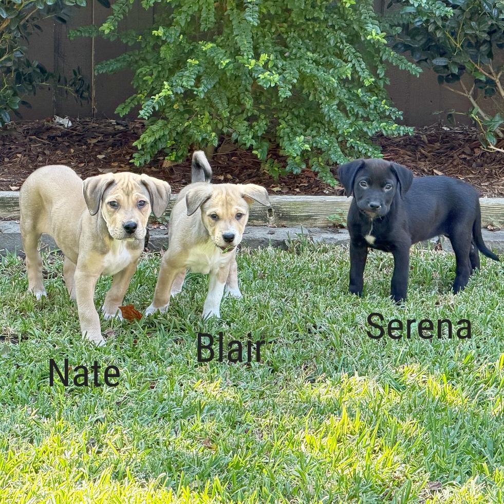 Enlarge Serena, a Adoptable mixed breed in Flower Mound, TX image 3/4