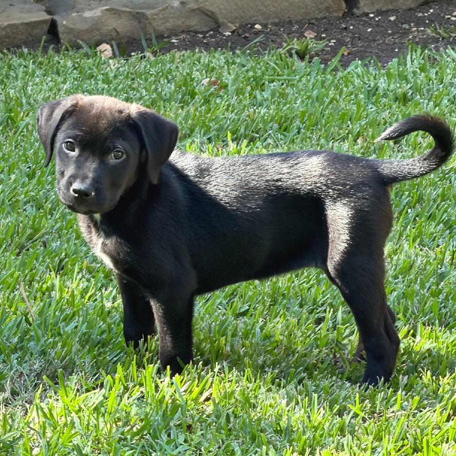 Enlarge Serena, a Adoptable mixed breed in Flower Mound, TX image 1/4