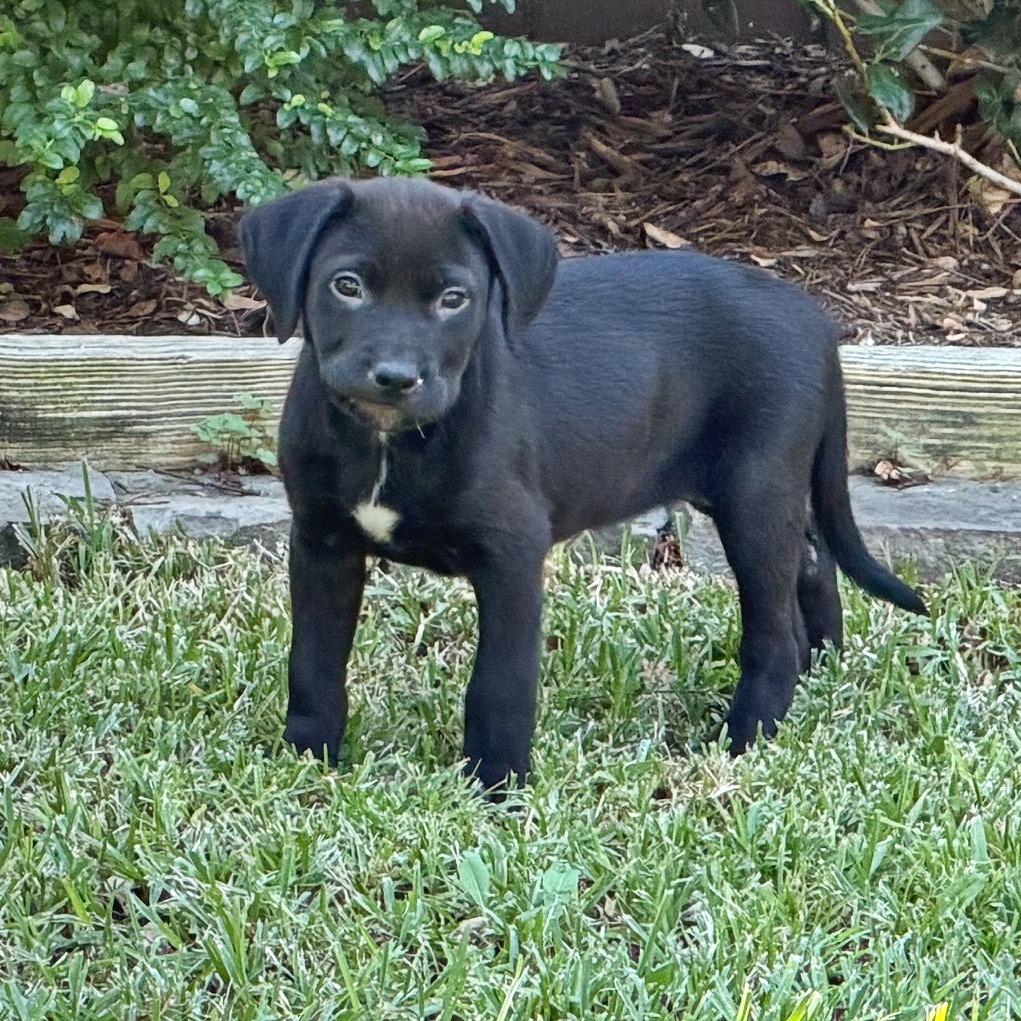 Enlarge Serena, a Adoptable mixed breed in Flower Mound, TX image 2/4