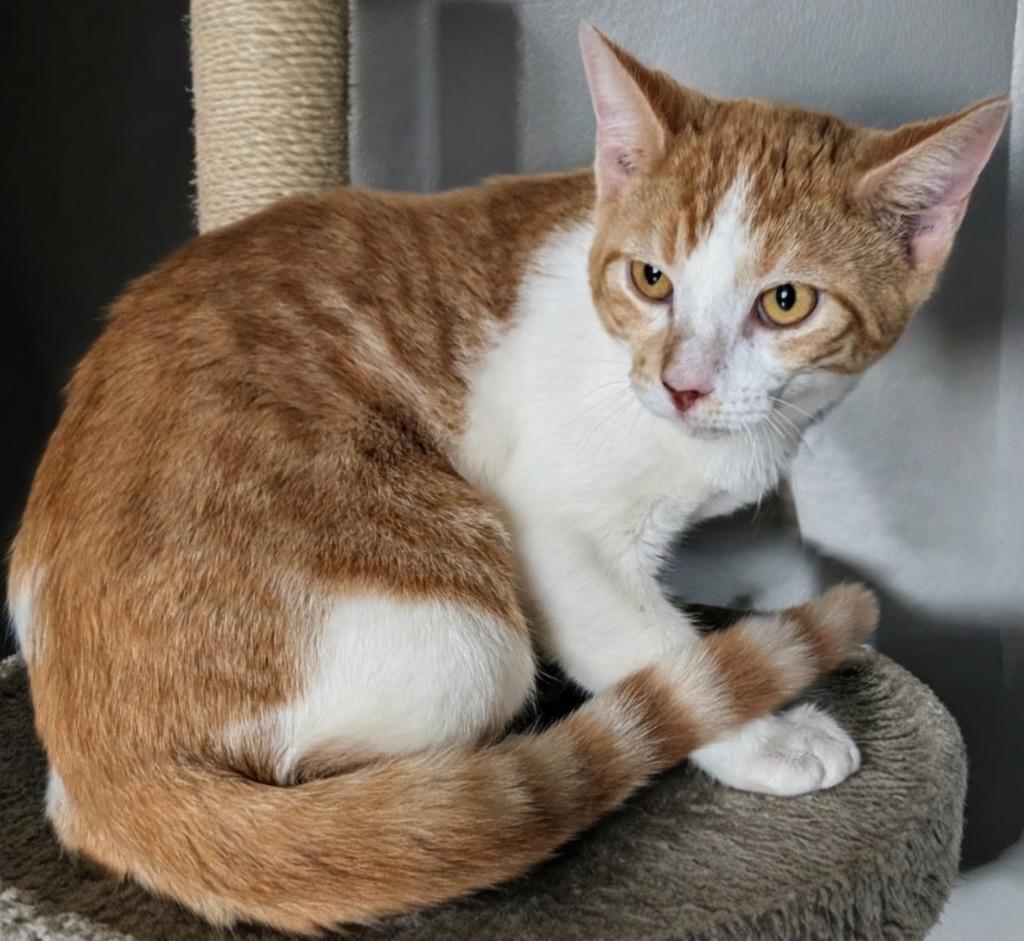 Rusty, Adopted, Young Male Domestic Short Hair.
