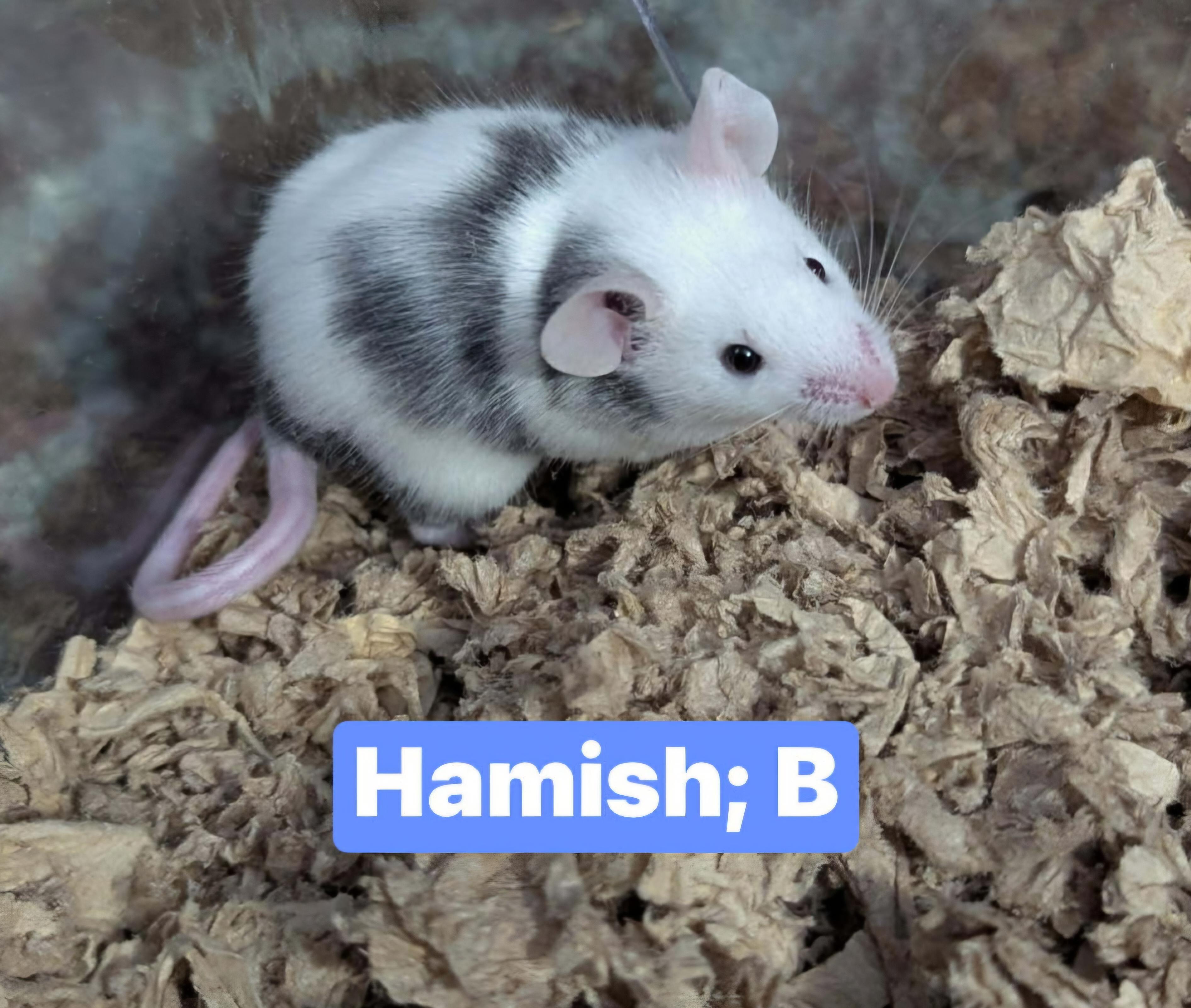Enlarge Hamish, a Adoptable Mouse in Flanders, NJ image 1/1