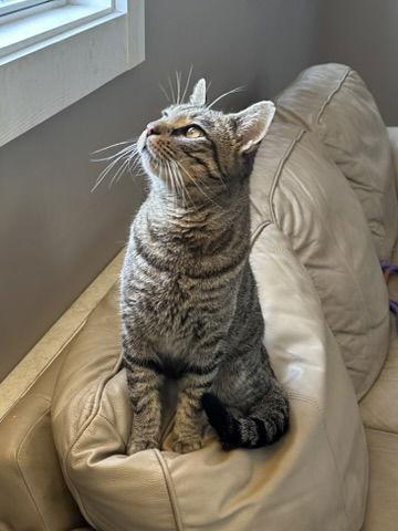 Enlarge Batman, a Adoptable Domestic Short Hair in Elkins, WV image 1/3