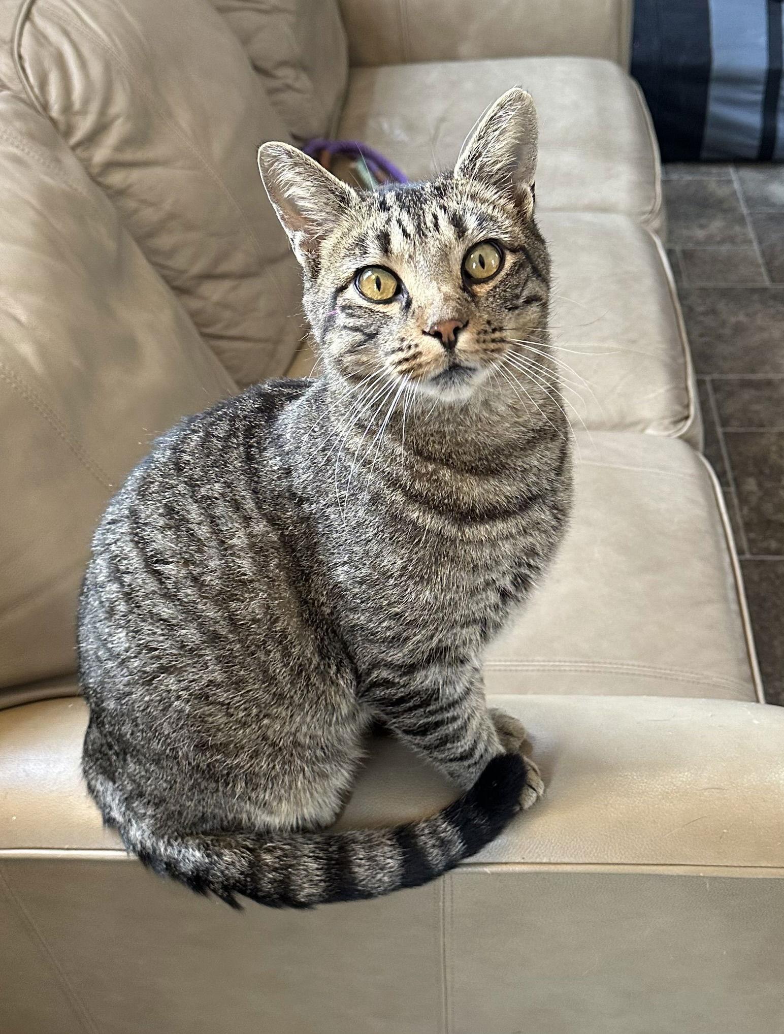 Enlarge Batman, a Adoptable Domestic Short Hair in Elkins, WV image 2/3