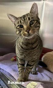 Batman, Adoptable, Adult Male Domestic Short Hair.