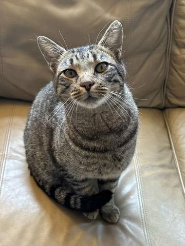 Enlarge Batman, a Adoptable Domestic Short Hair in Elkins, WV image 3/3