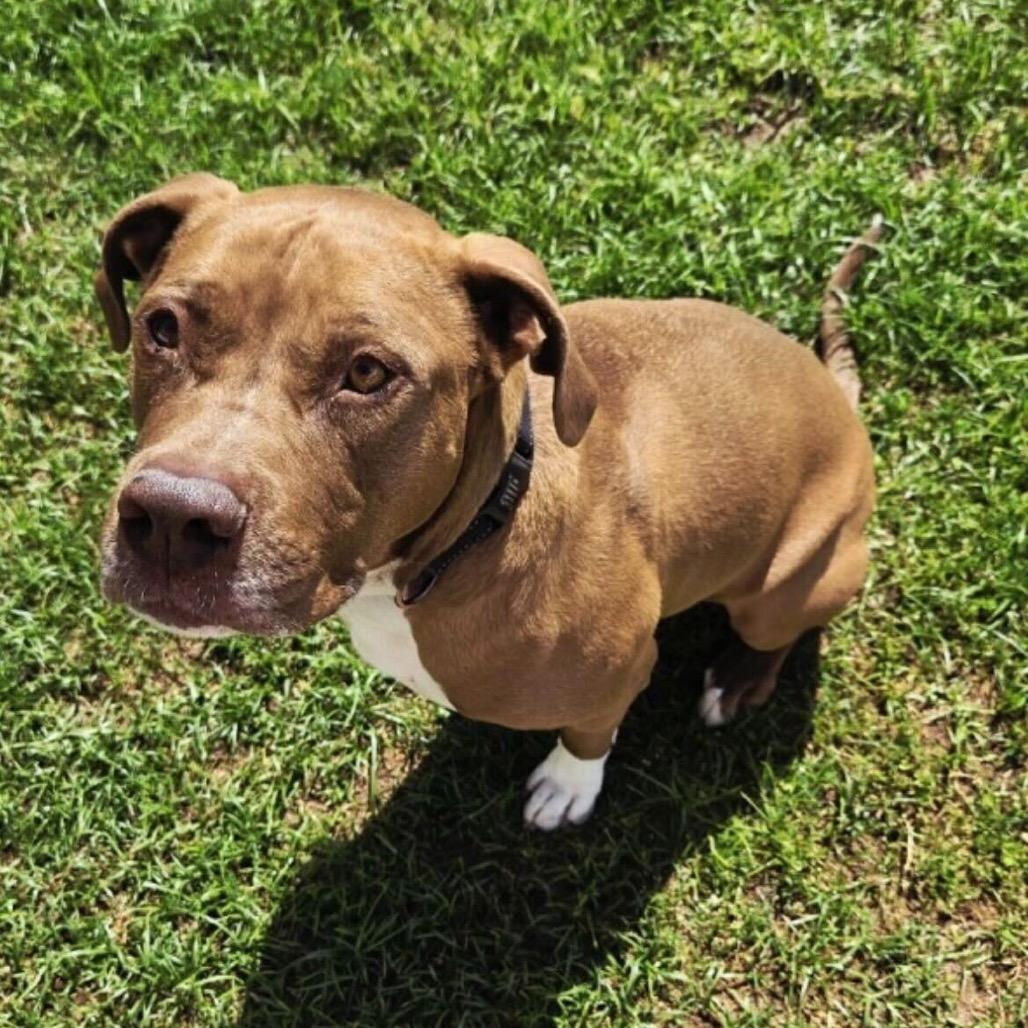 Reeces, Adoptable, Adult Male Pit Bull Terrier.