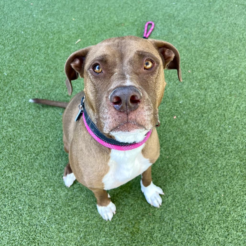 Reeces, a Adoptable Pit Bull Terrier in Apache Junction, AZ image 2/6