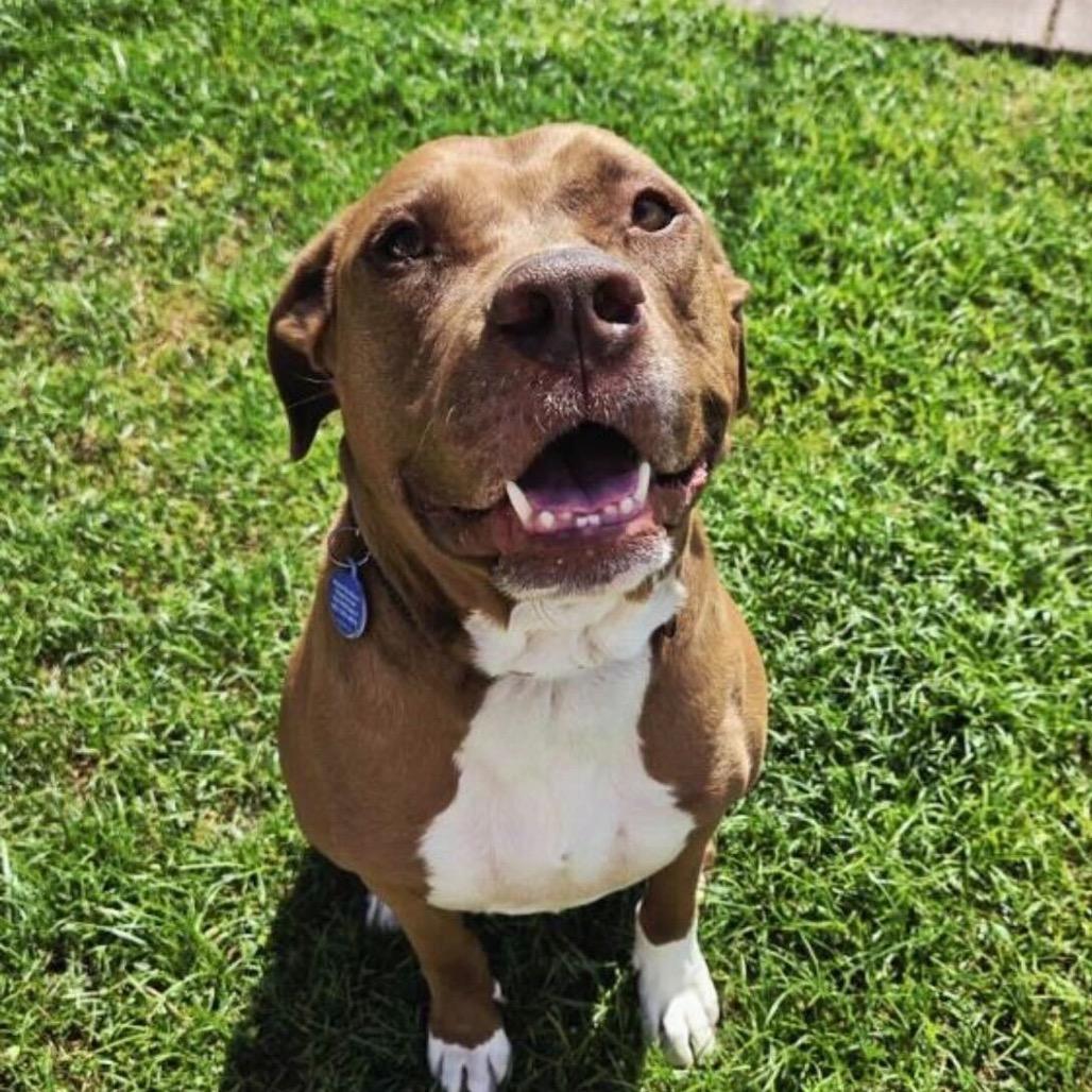 Enlarge Reeces, a Adoptable Pit Bull Terrier in Apache Junction, AZ image 2/5