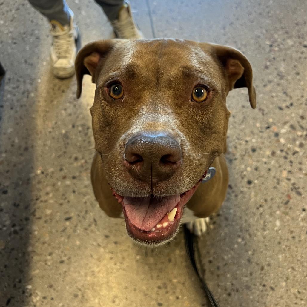 Reeces, Adoptable, Adult Male Pit Bull Terrier.