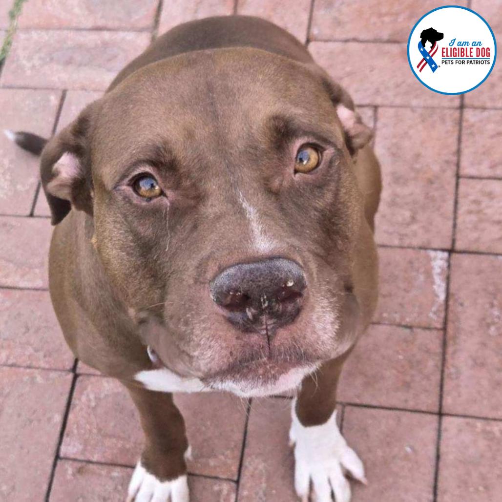 Enlarge Reeces, a Adoptable Pit Bull Terrier in Apache Junction, AZ image 2/3