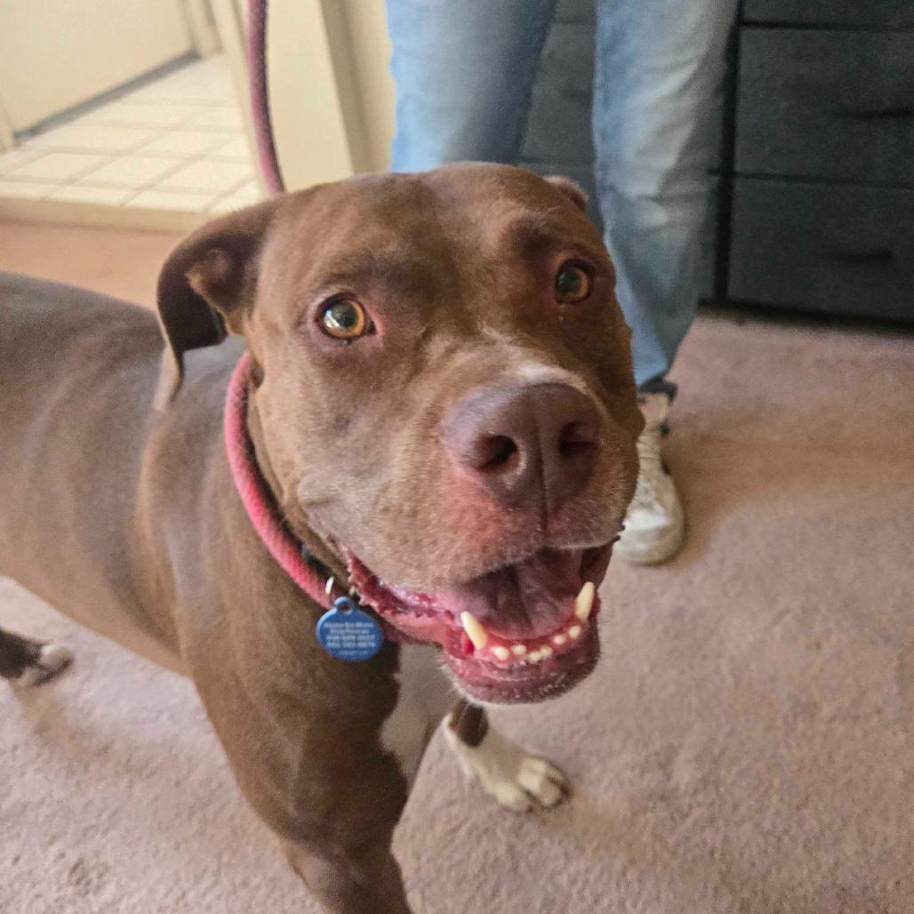 Enlarge Reeces, a Adoptable Pit Bull Terrier in Apache Junction, AZ image 3/3