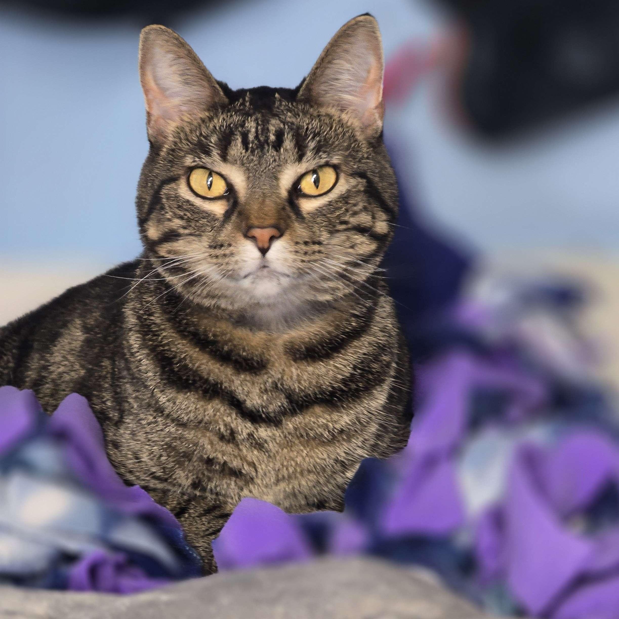 Dipsey - The Executive