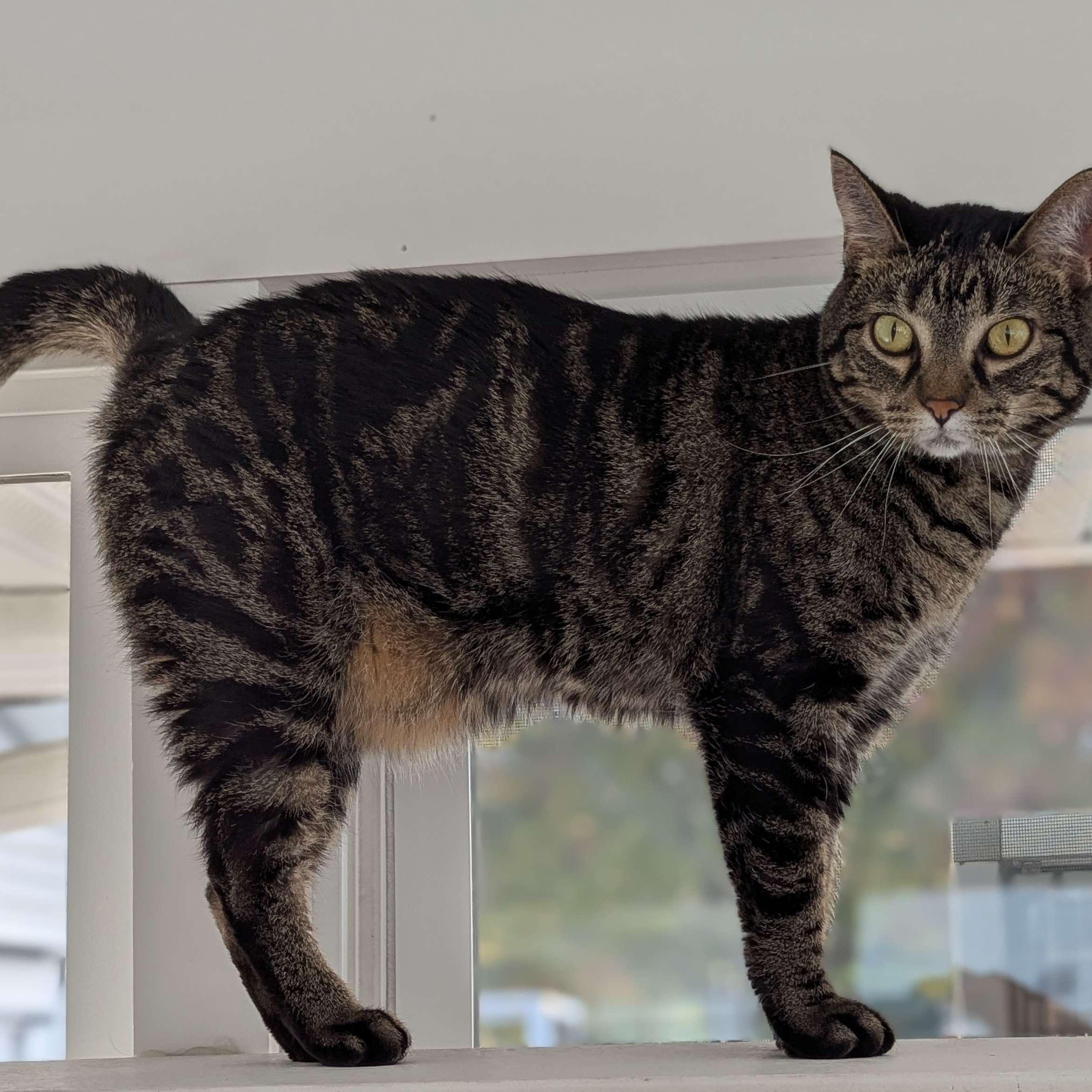 Dipsey - The Executive