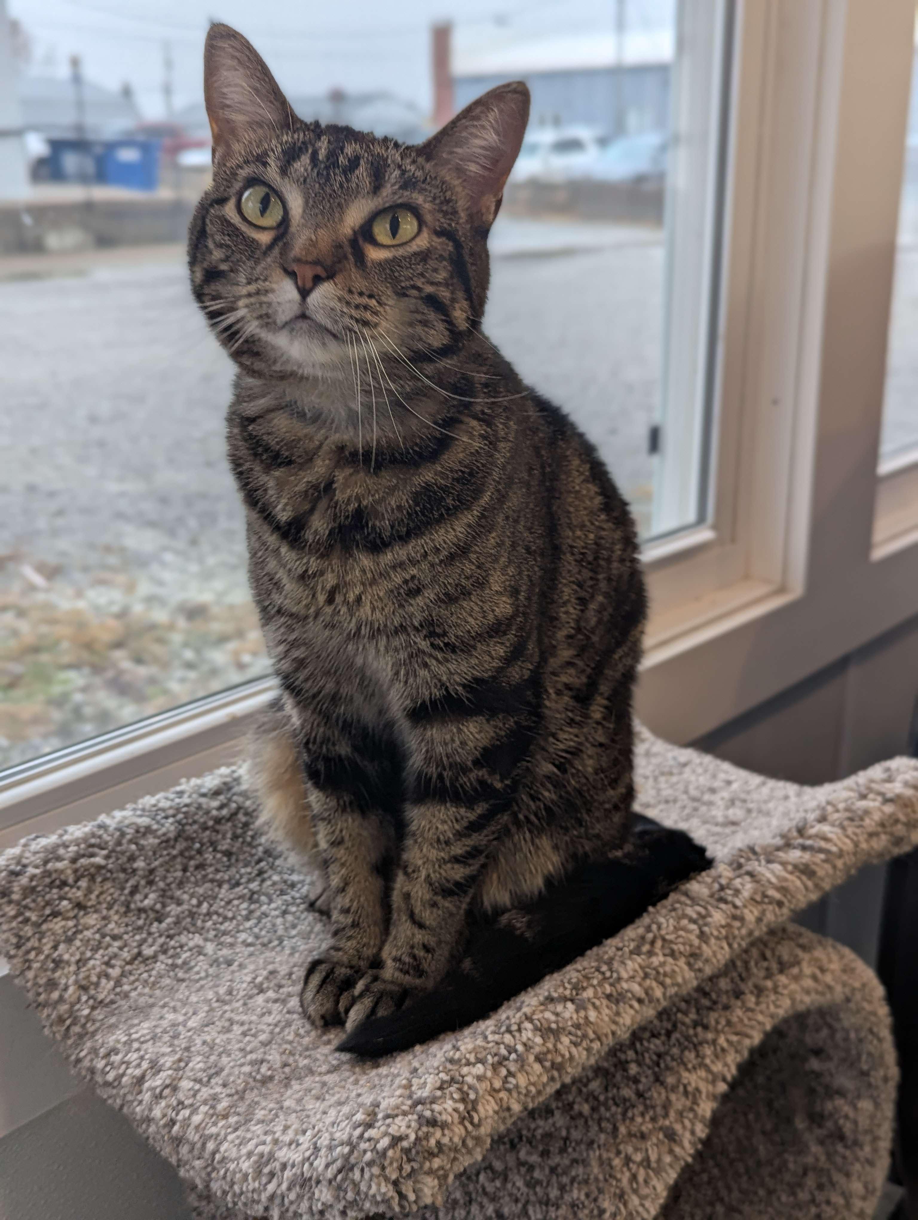 Dipsey - The Executive