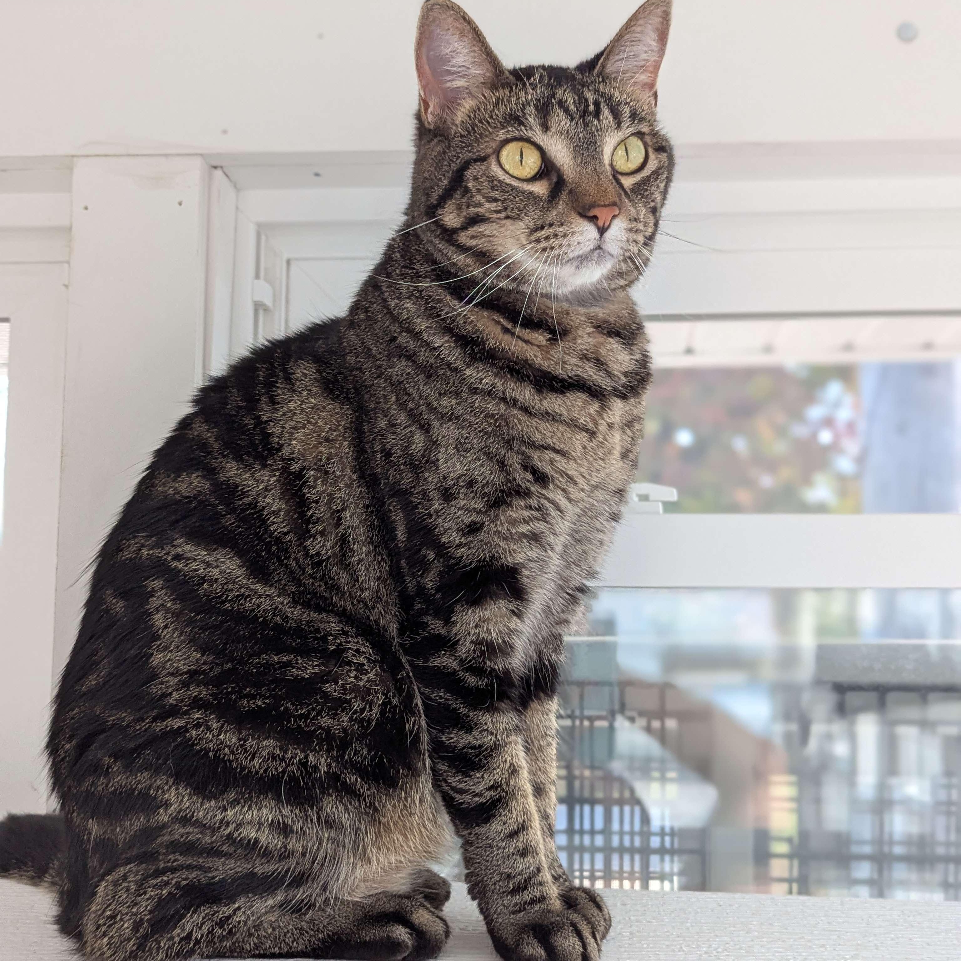 Dipsey - The Executive