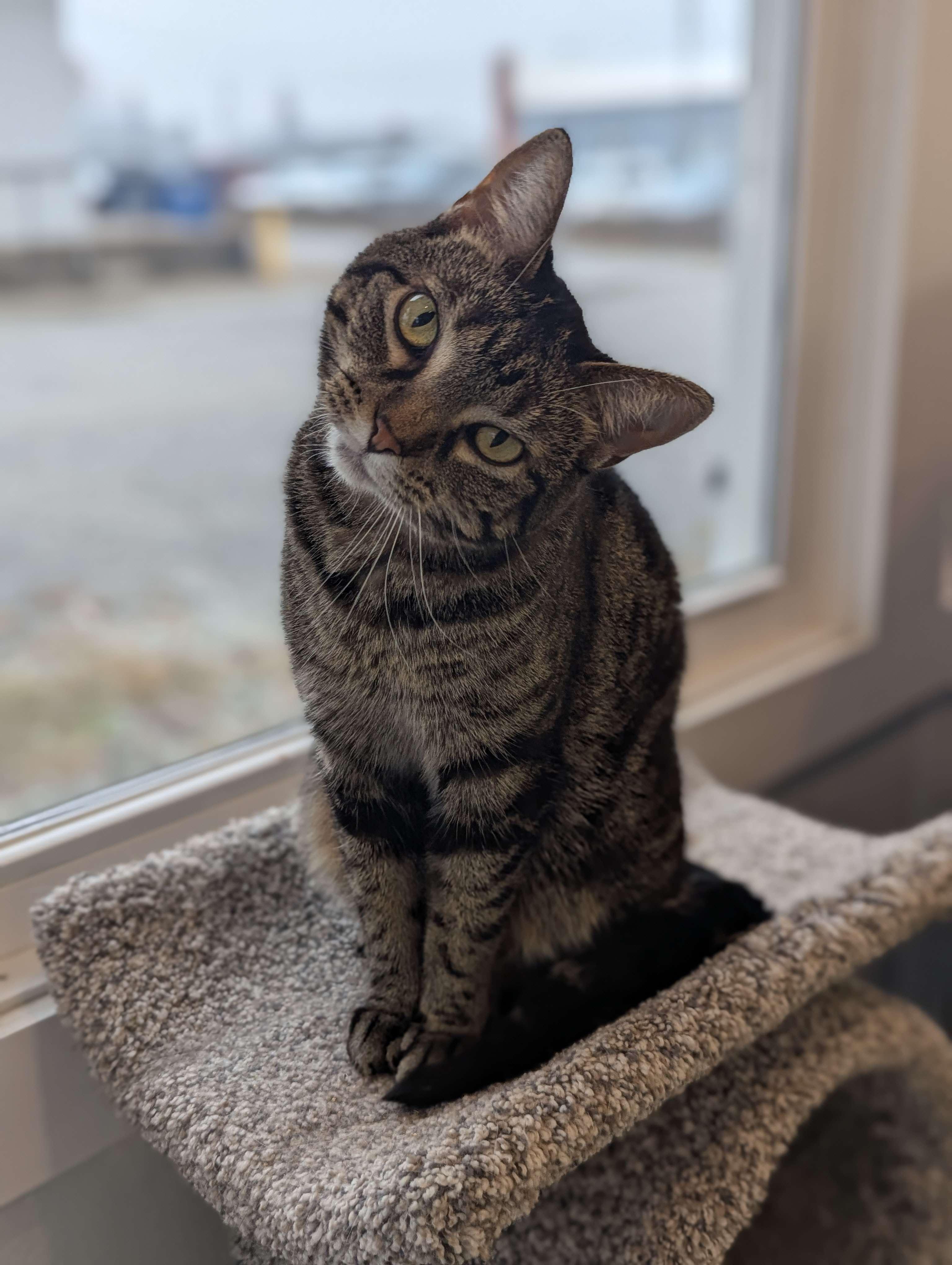 Dipsey - The Executive