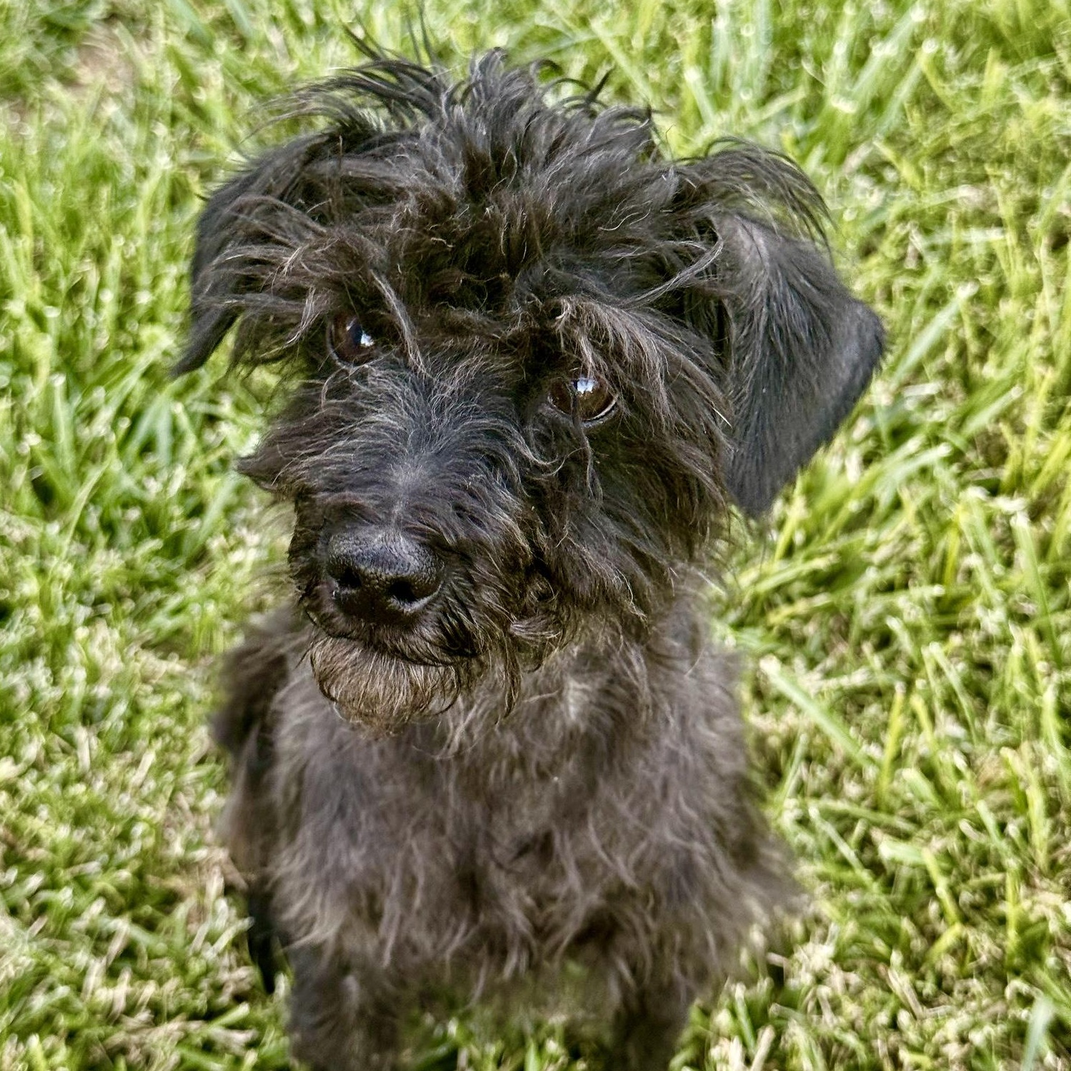 Phoenix, adopted, Young Male Poodle (Toy).