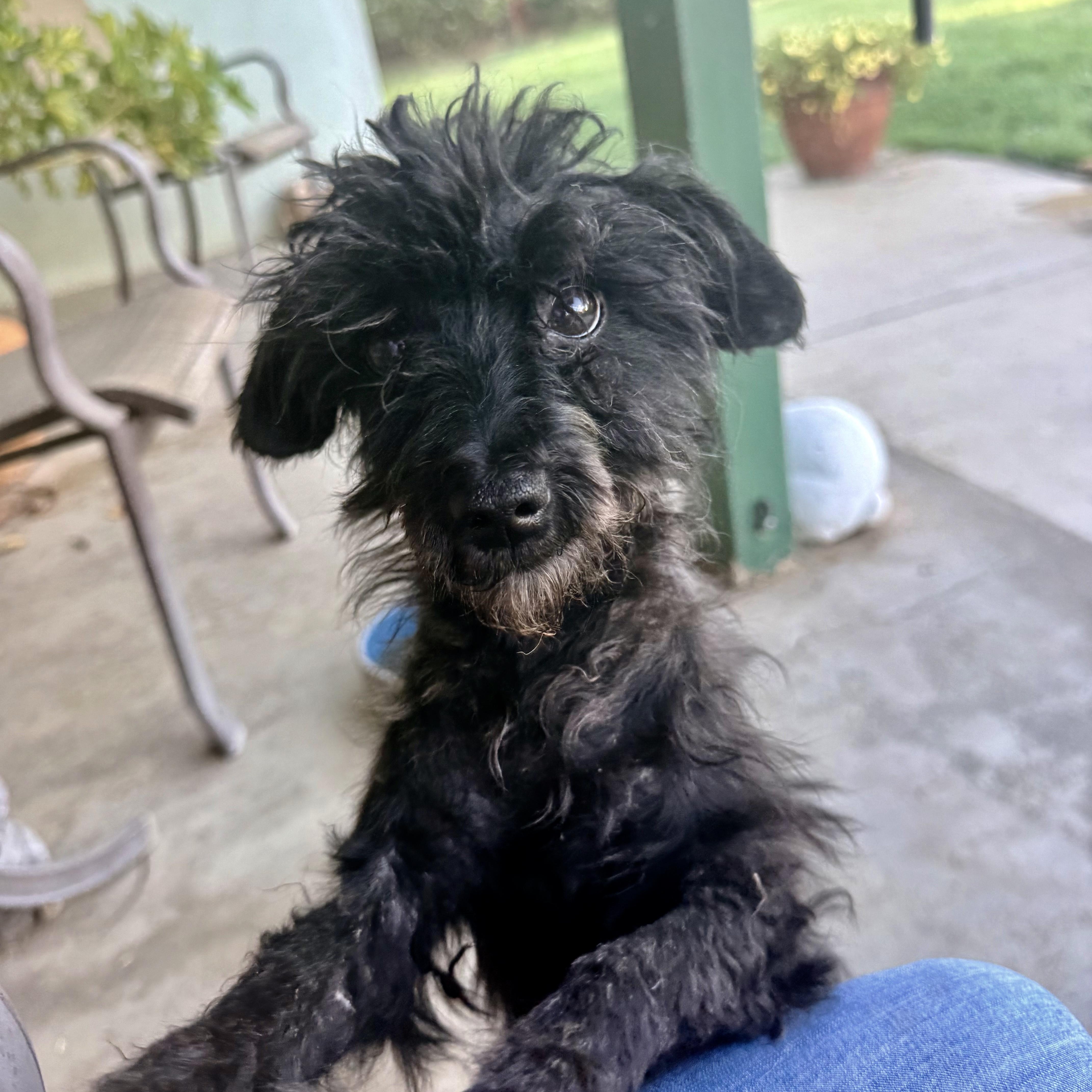 Phoenix, an adopted Poodle (Toy) in modesto, CA image 3/6