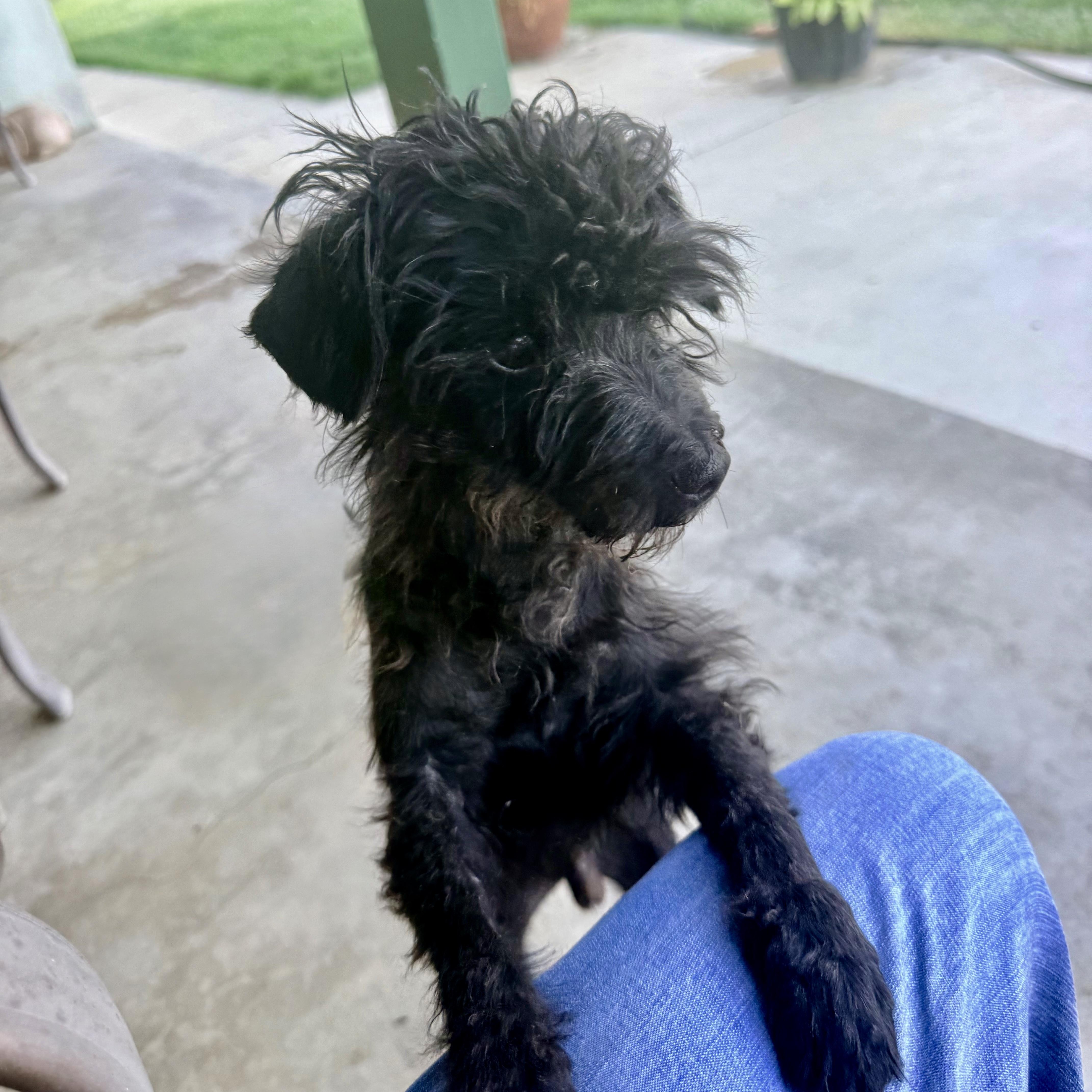 Phoenix, an adopted Poodle (Toy) in modesto, CA image 4/6