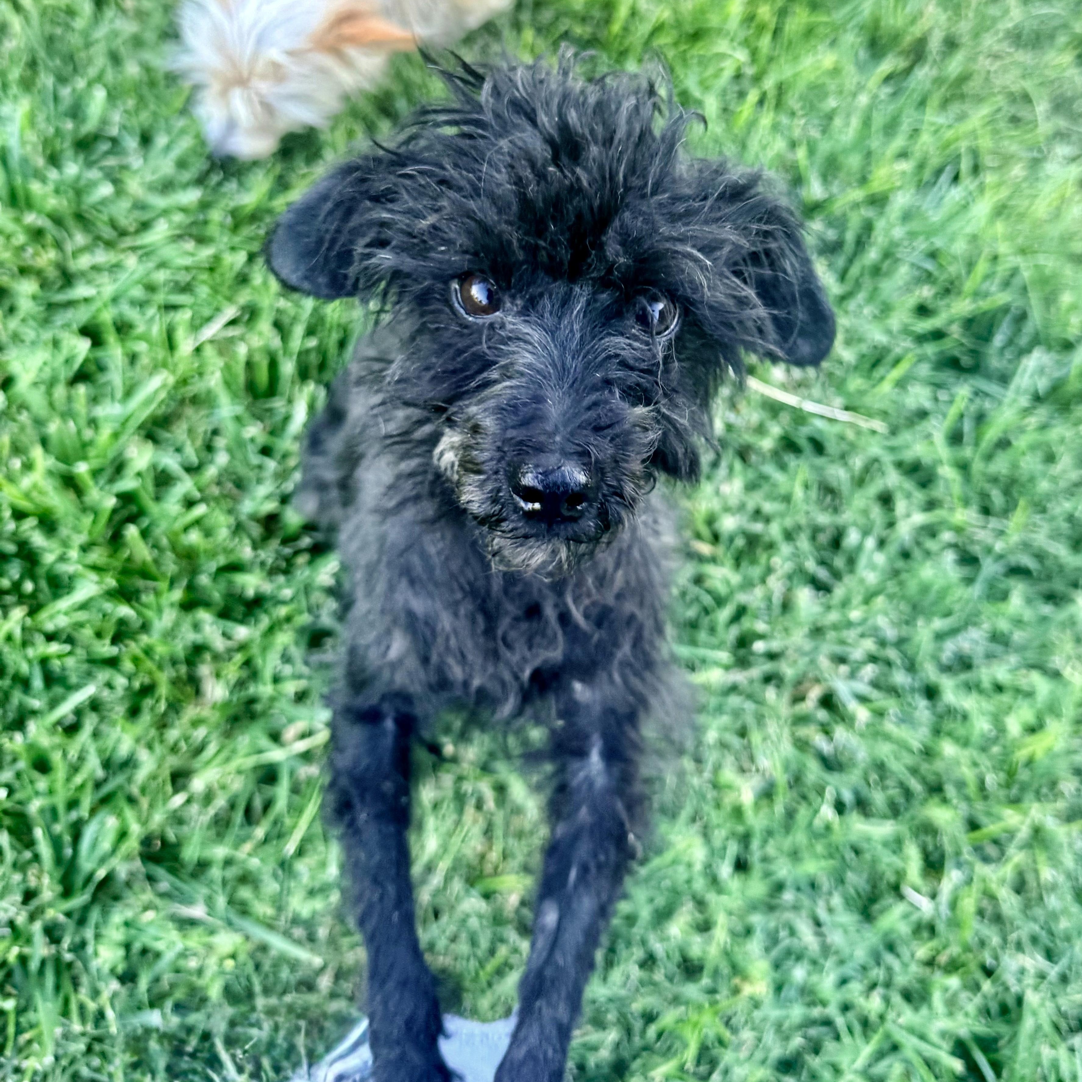 Phoenix, an adopted Poodle (Toy) in modesto, CA image 2/6