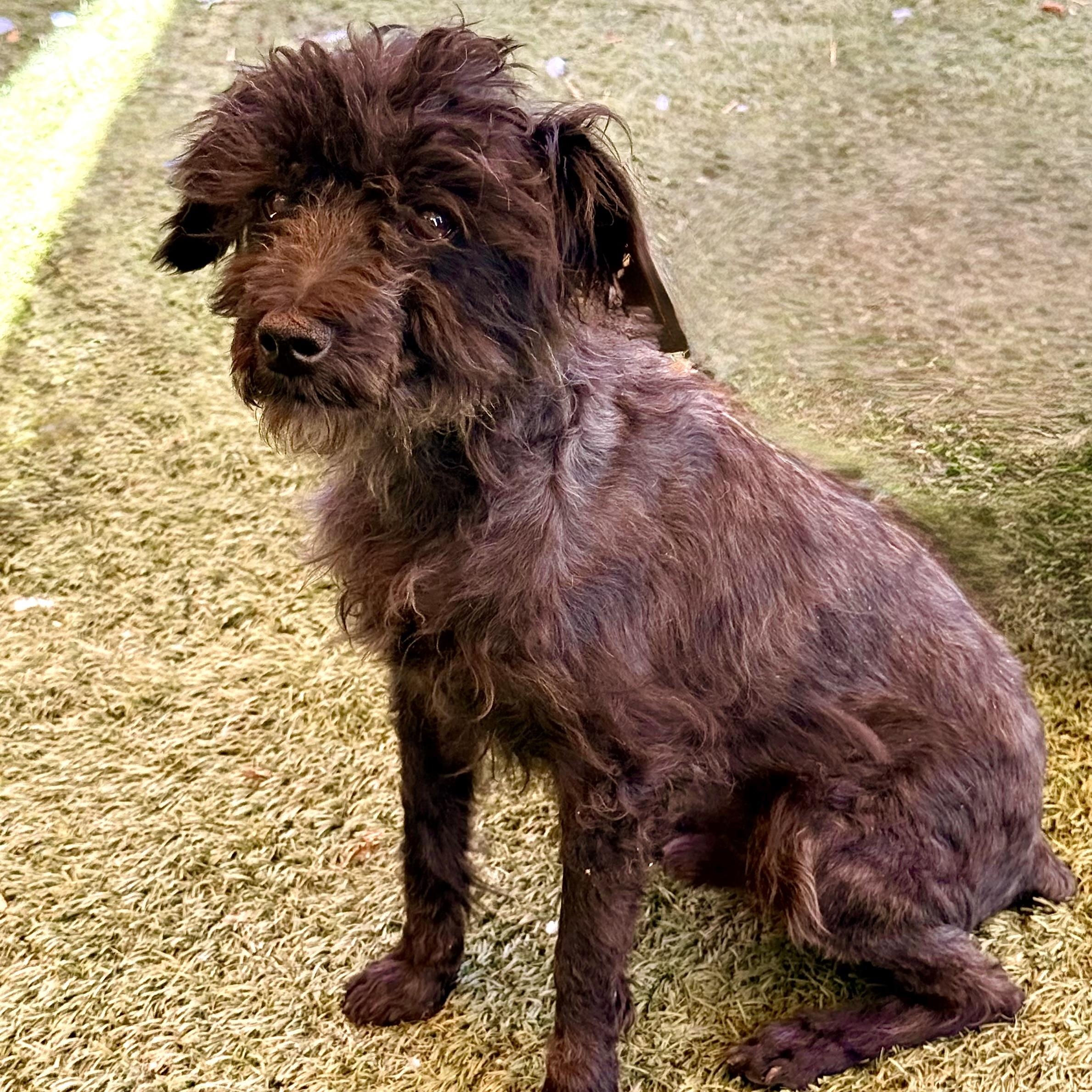 Phoenix, an adopted Poodle (Toy) in modesto, CA image 6/6