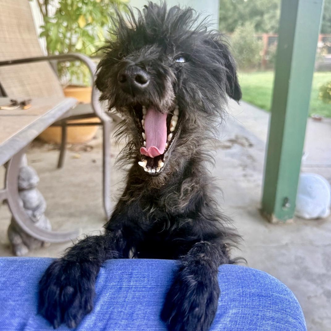 Phoenix, an adopted Poodle (Toy) in modesto, CA image 5/6