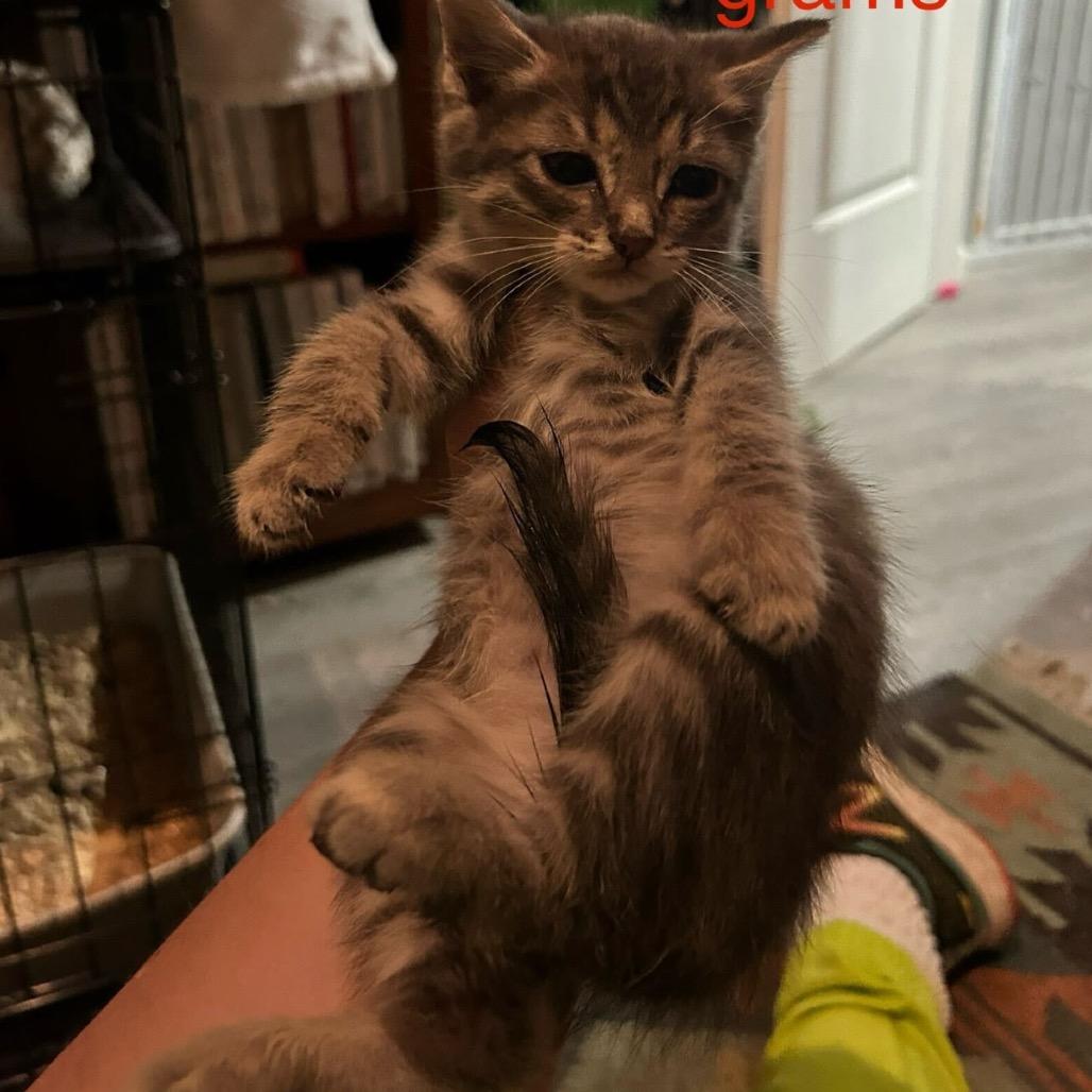 Enlarge Maurice, a Adoptable American Shorthair in Escondido, CA image 2/2