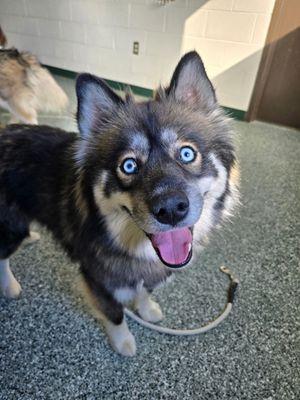 Chero, Adoptable, Adult Male Siberian Husky & Pomeranian.
