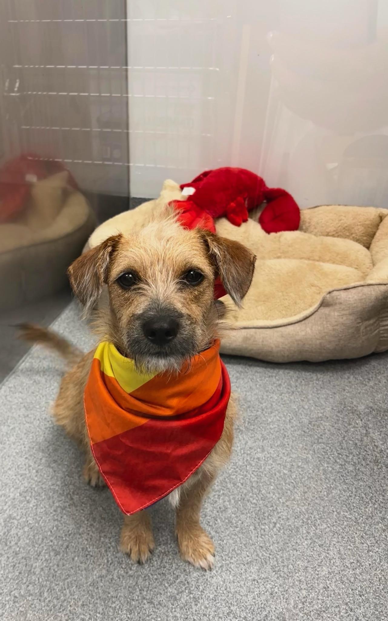 Enlarge Latte all Day, a Adoptable mixed breed in Lockhart, TX image 1/6