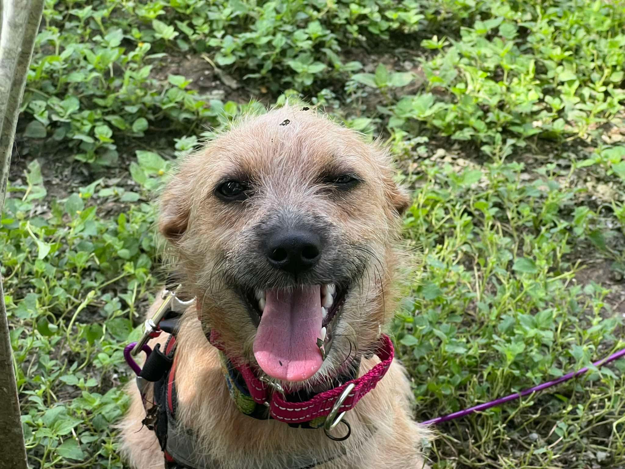 Enlarge Latte all Day, a Adoptable mixed breed in Lockhart, TX image 5/6