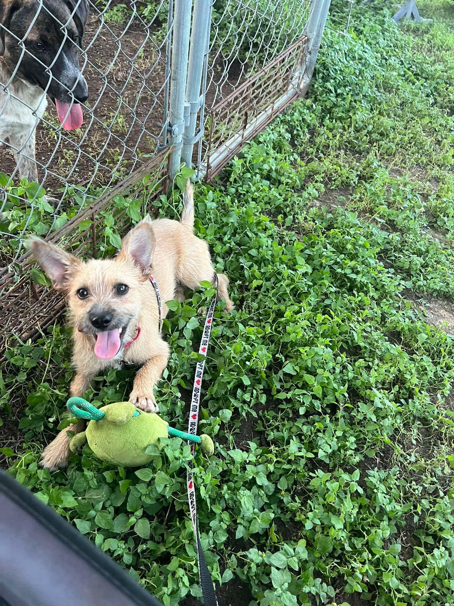 Enlarge Latte all Day, a Adoptable mixed breed in Lockhart, TX image 4/6
