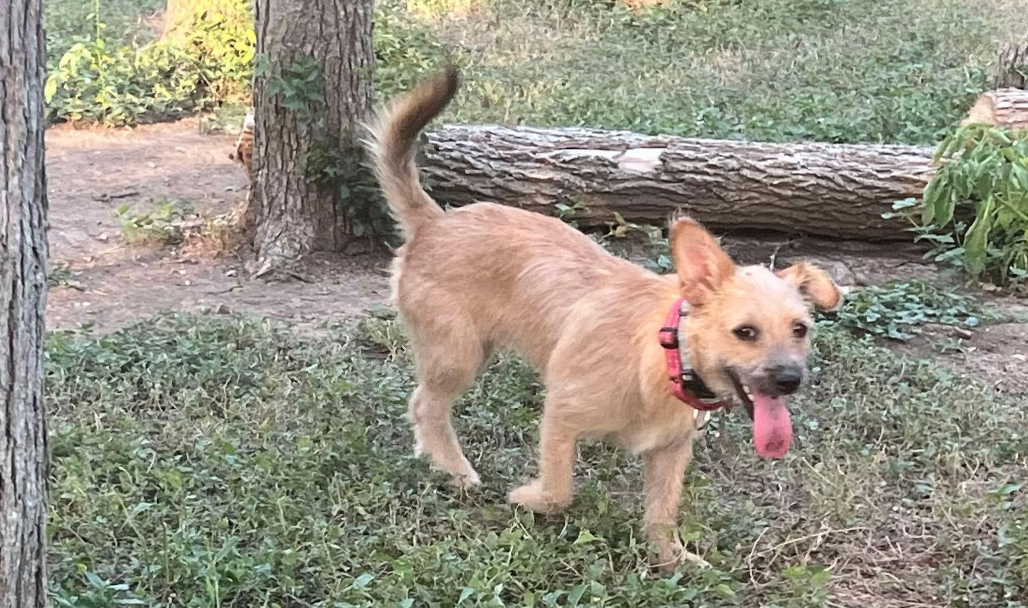 Enlarge Latte all Day, a Adoptable mixed breed in Lockhart, TX image 6/6
