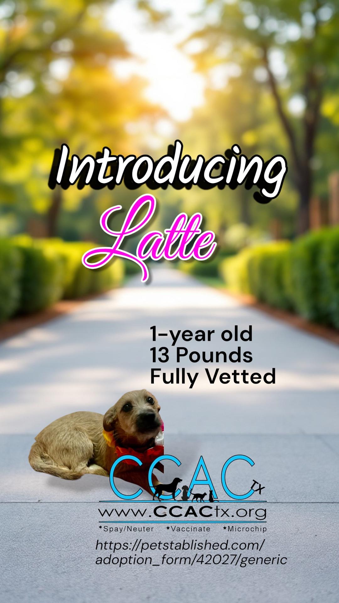 Enlarge Latte all Day, a Adoptable mixed breed in Lockhart, TX image 2/6