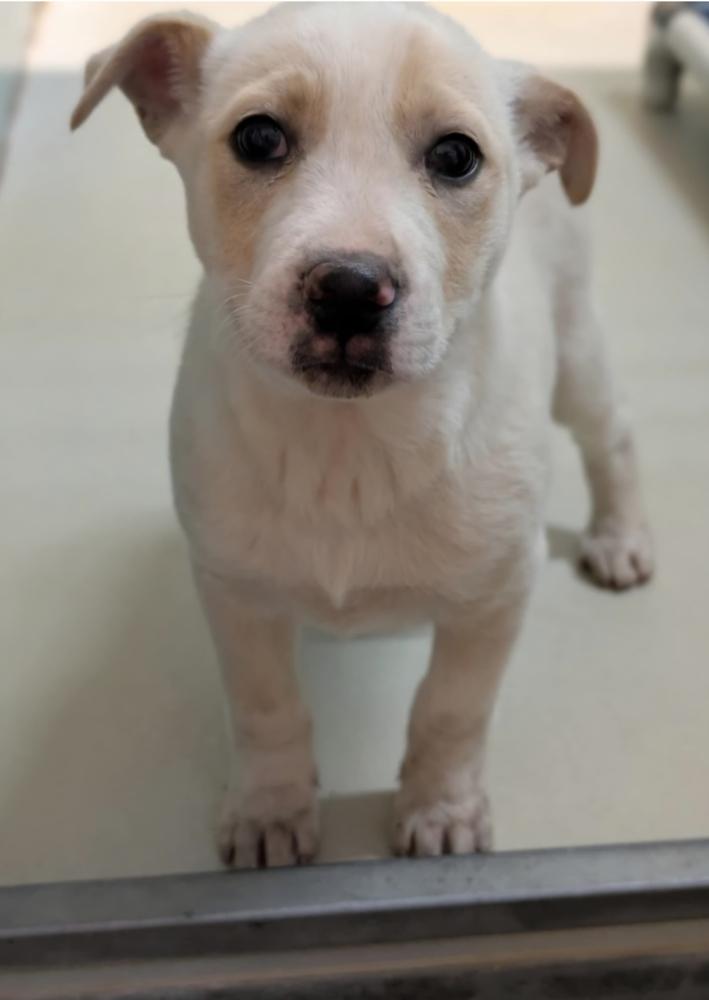 Enlarge Blizzard, a Adopted mixed breed in Appleton, WI image 1/2