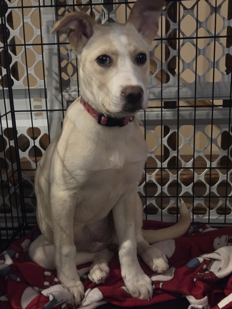 Enlarge Blizzard, a Adopted mixed breed in Appleton, WI image 2/2