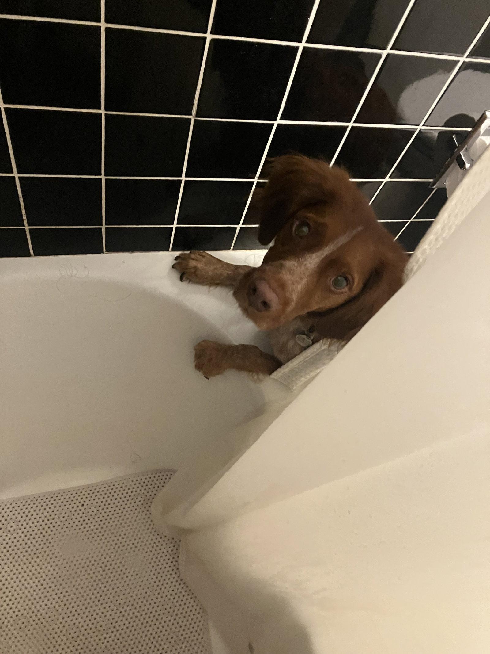 Enlarge ON/Remi, a Adoptable Brittany Spaniel in London, ON image 1/3