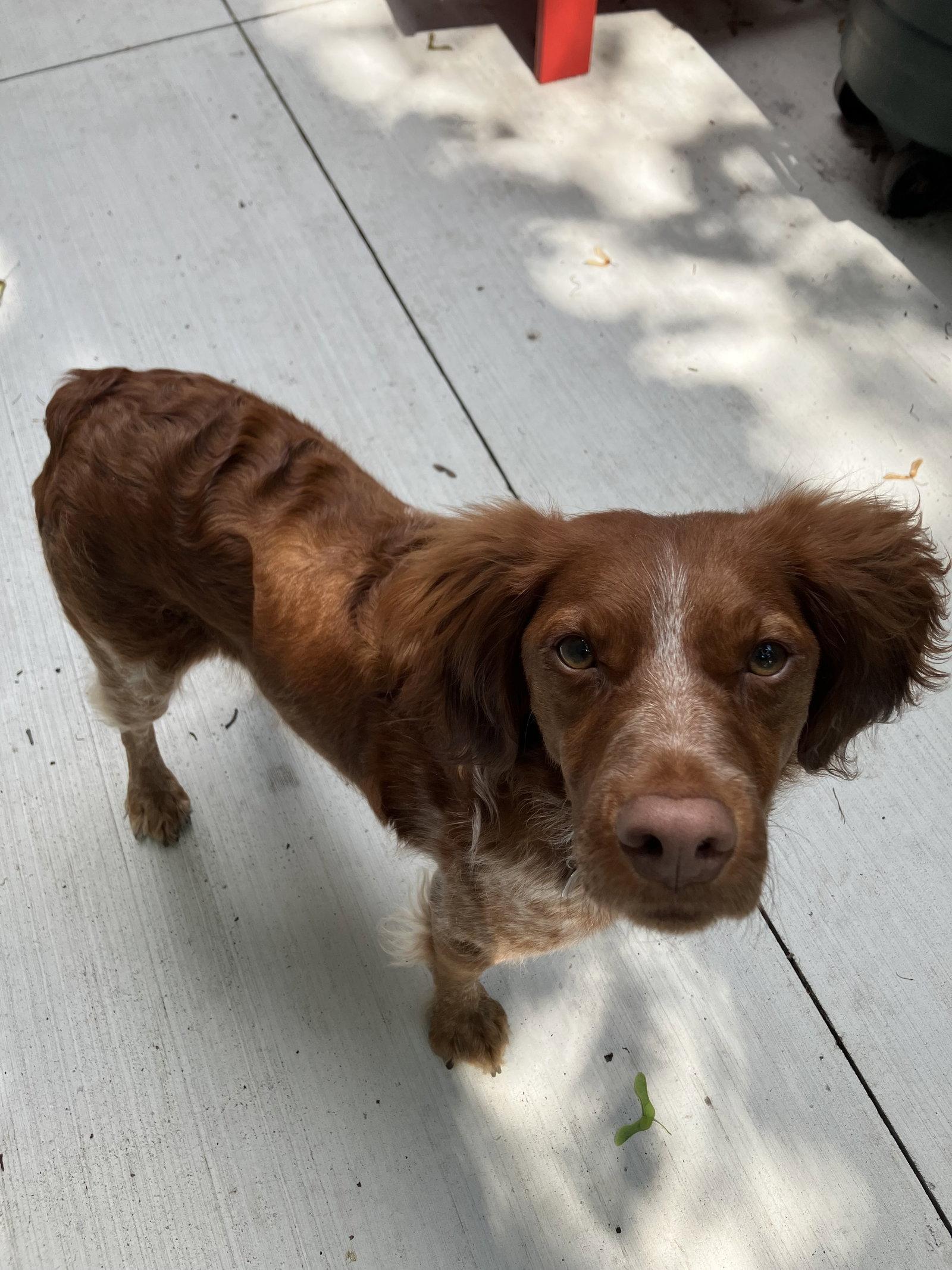 Enlarge ON/Remi, a Adoptable Brittany Spaniel in London, ON image 2/3