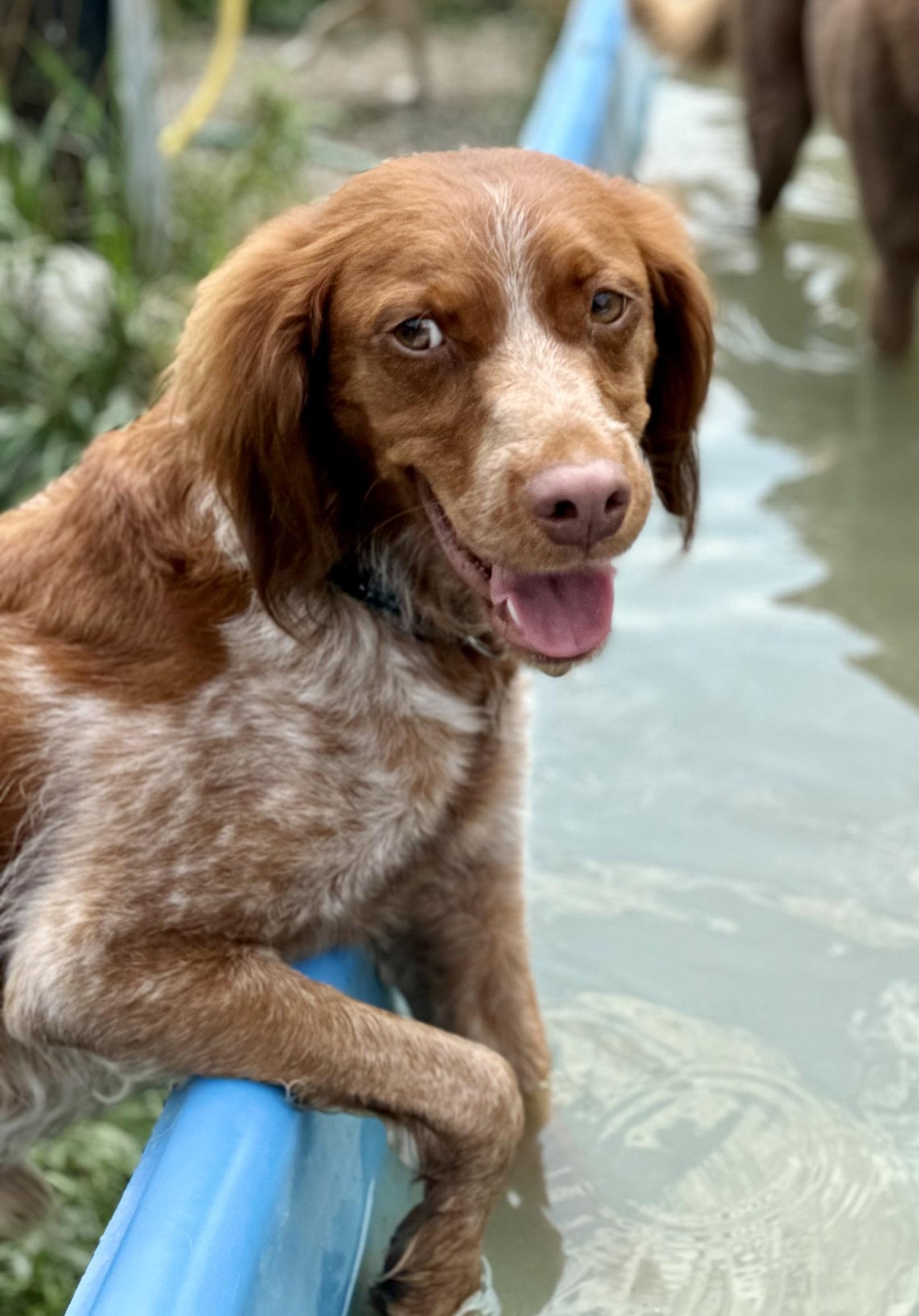 Enlarge ON/Remi, a Adoptable Brittany Spaniel in London, ON image 3/3