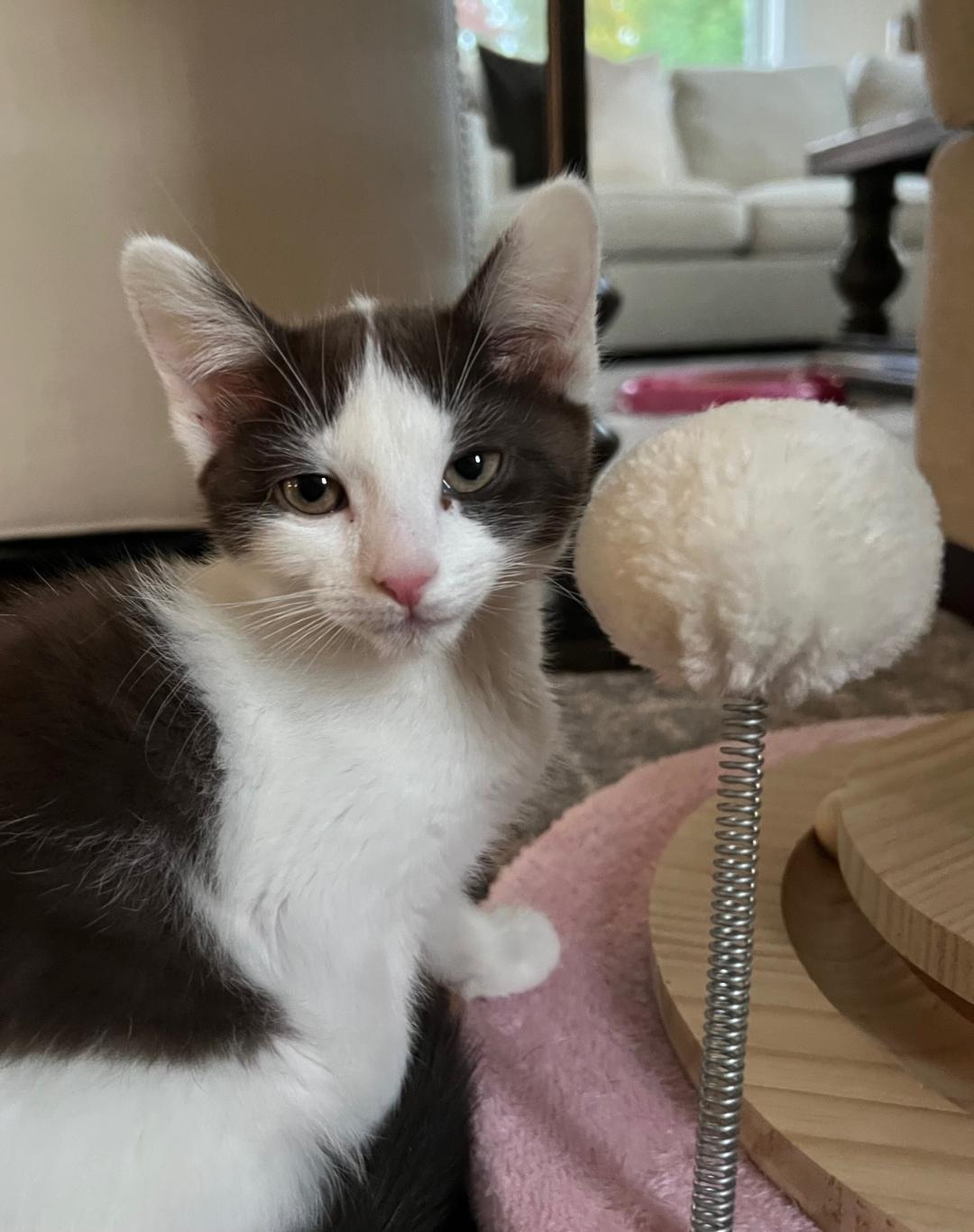 Enlarge Dakota, a Adoptable Domestic Short Hair in Wayne, NJ image 1/1