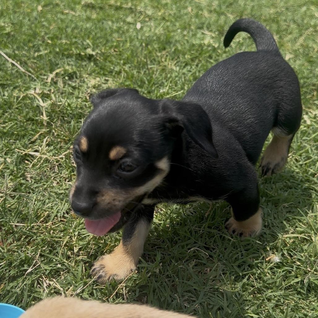 Milo #2 C-34386, Adoptable, Puppy Male Chihuahua.