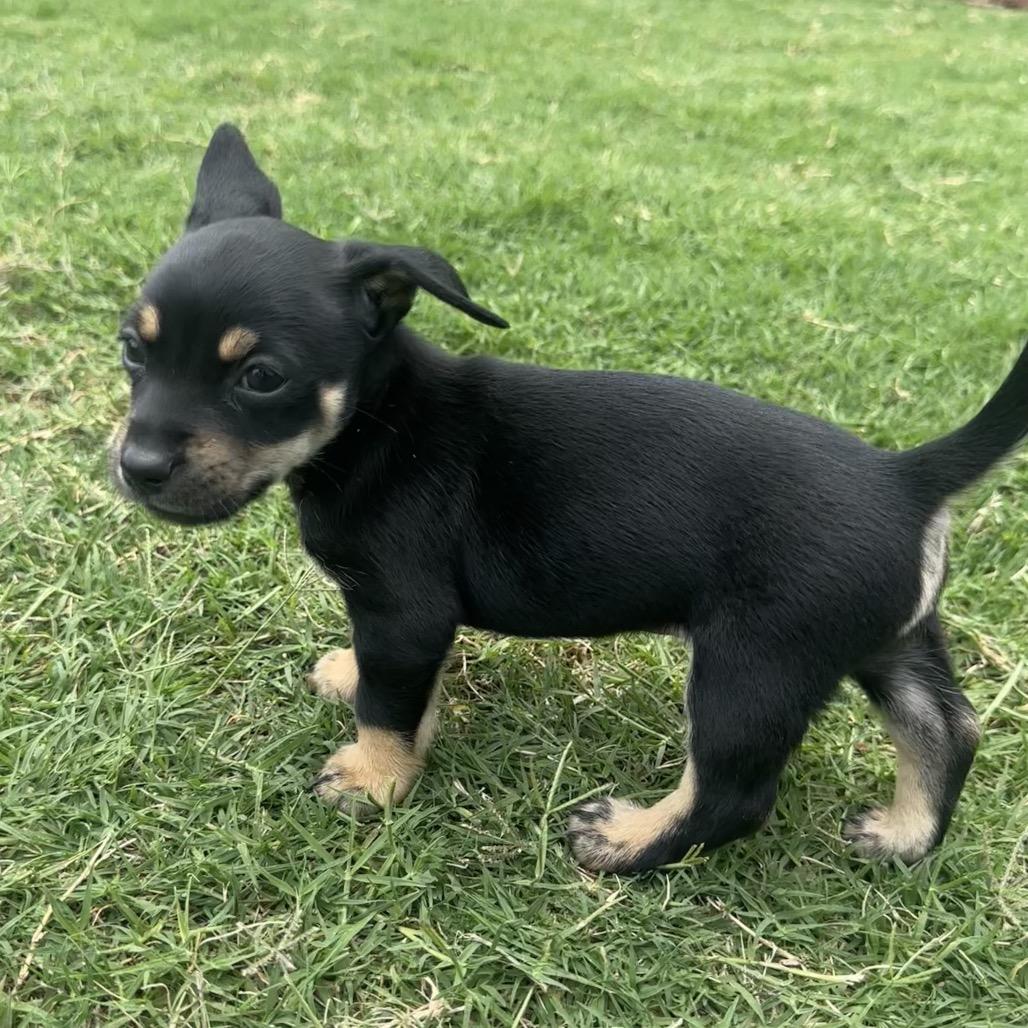 Milo #2 C-34386, a Adoptable Chihuahua in Oklahoma City, OK image 2/6
